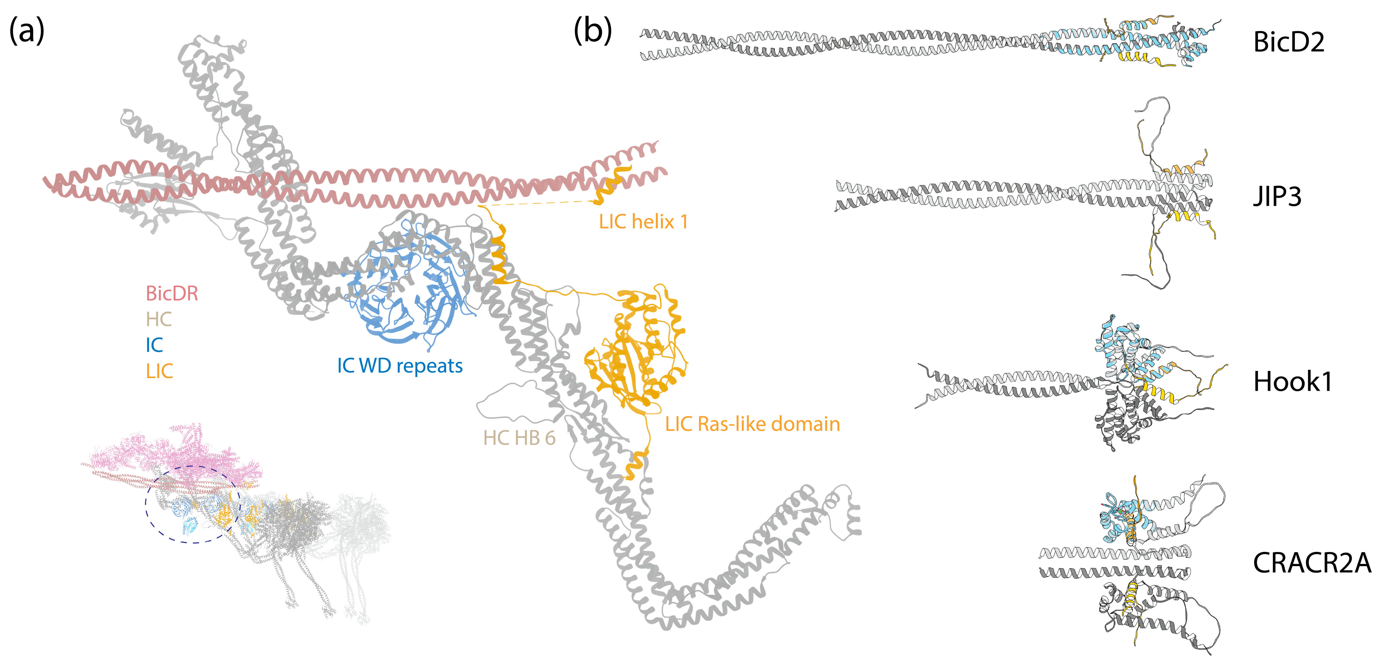 Cells 13 00330 g005 Cells 13 00330 g005
