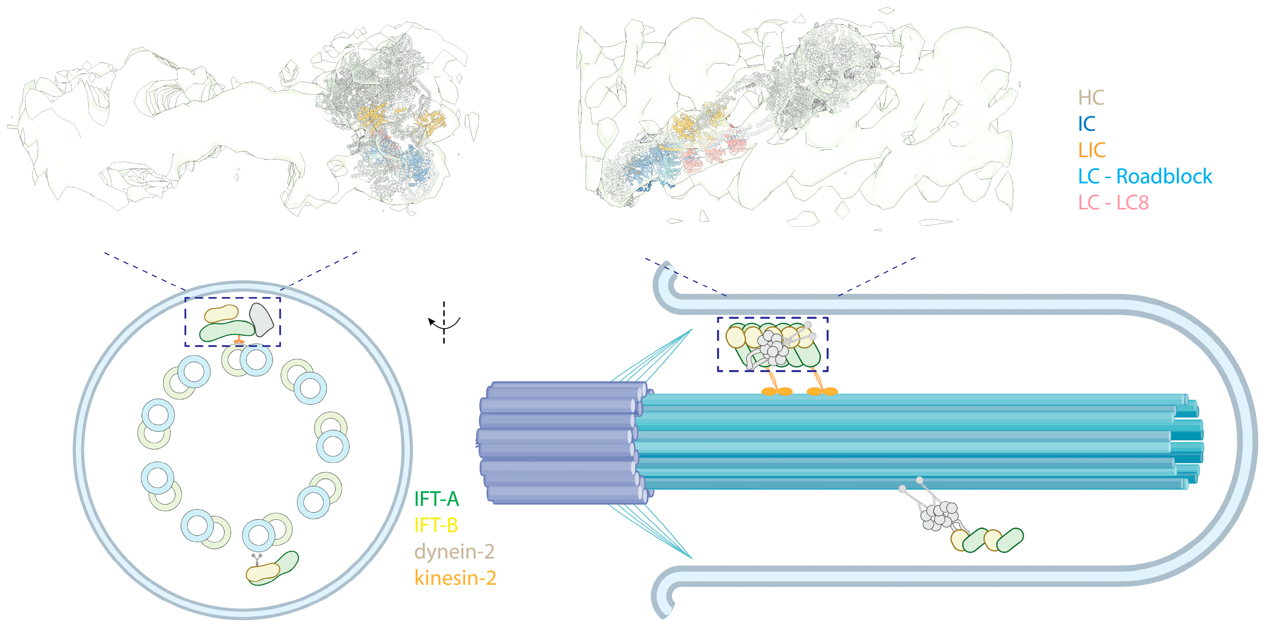 Cells 13 00330 g007 Cells 13 00330 g007