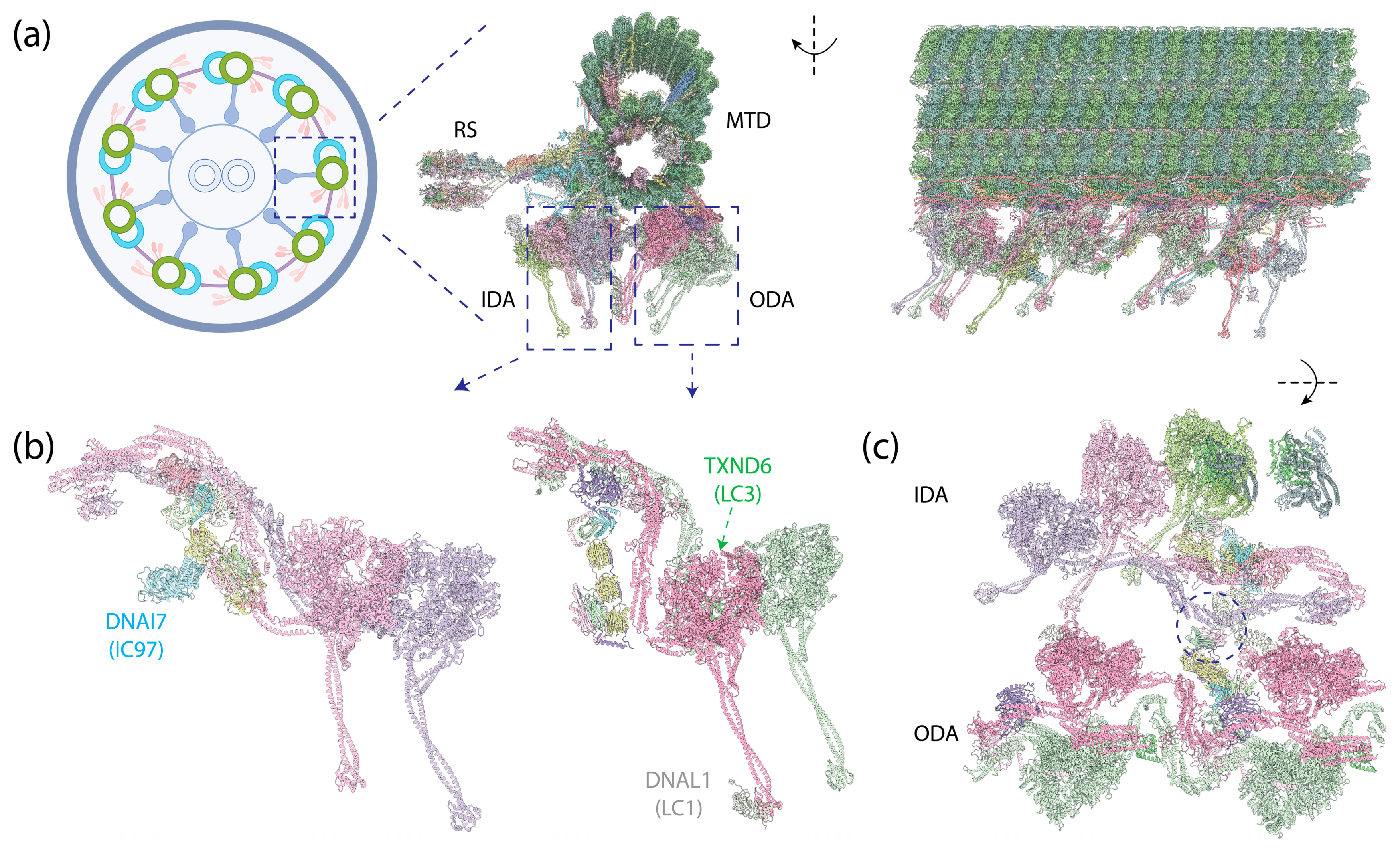 Cells 13 00330 g008 Cells 13 00330 g008