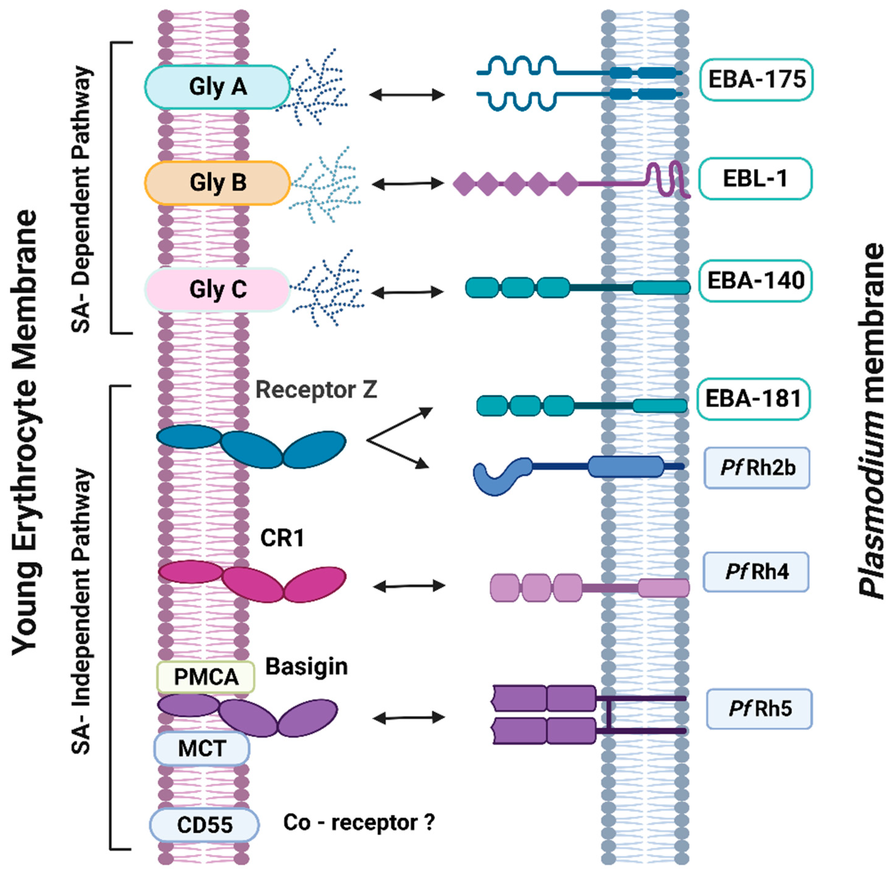 Cells 13 00334 g001 Cells 13 00334 g001