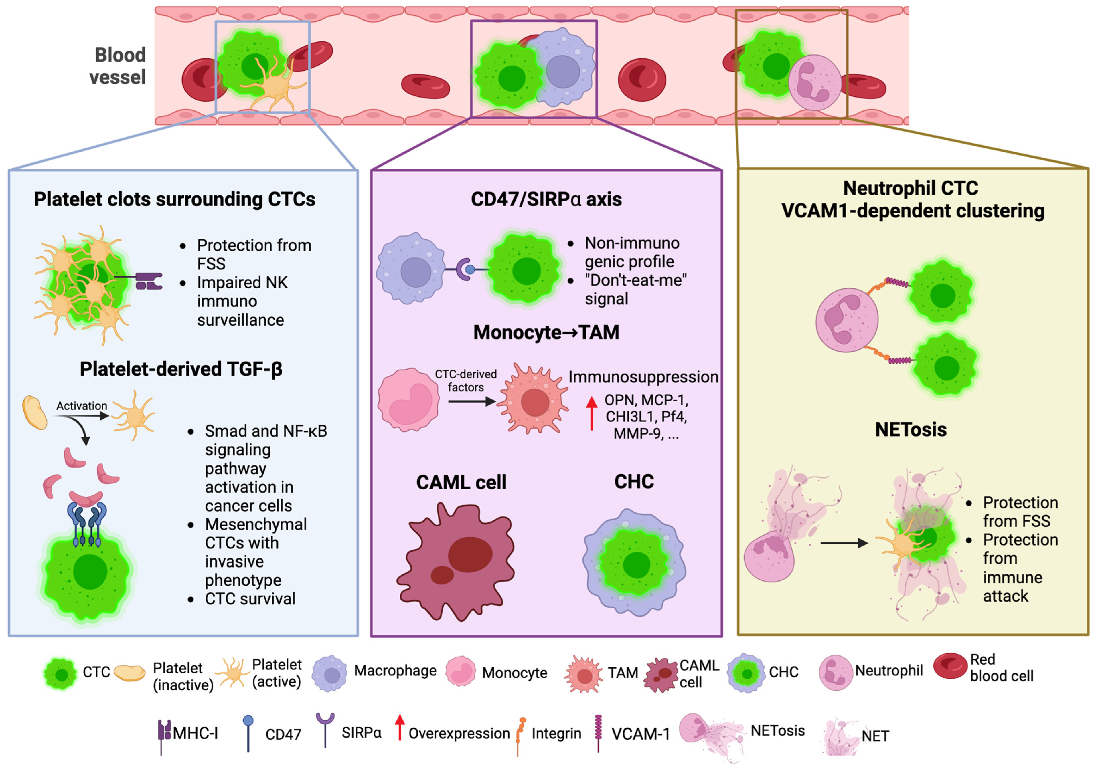 Cells 13 00337 g002 Cells 13 00337 g002