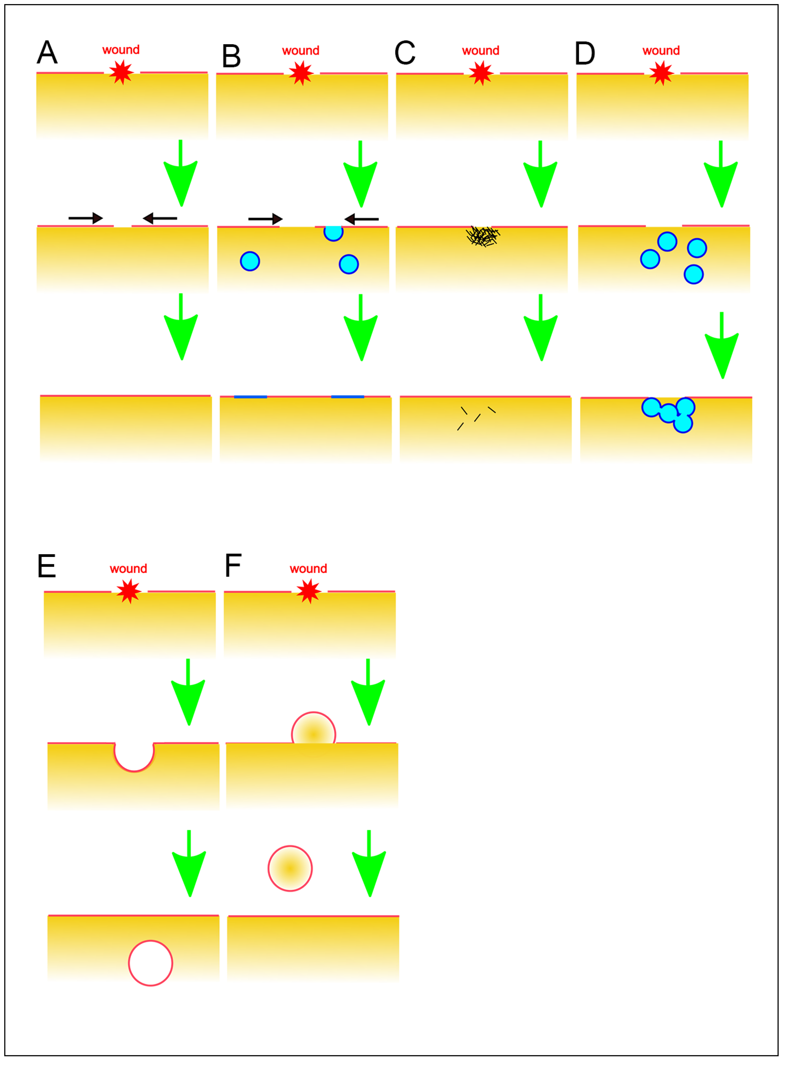 Cells 13 00341 g002 Cells 13 00341 g002