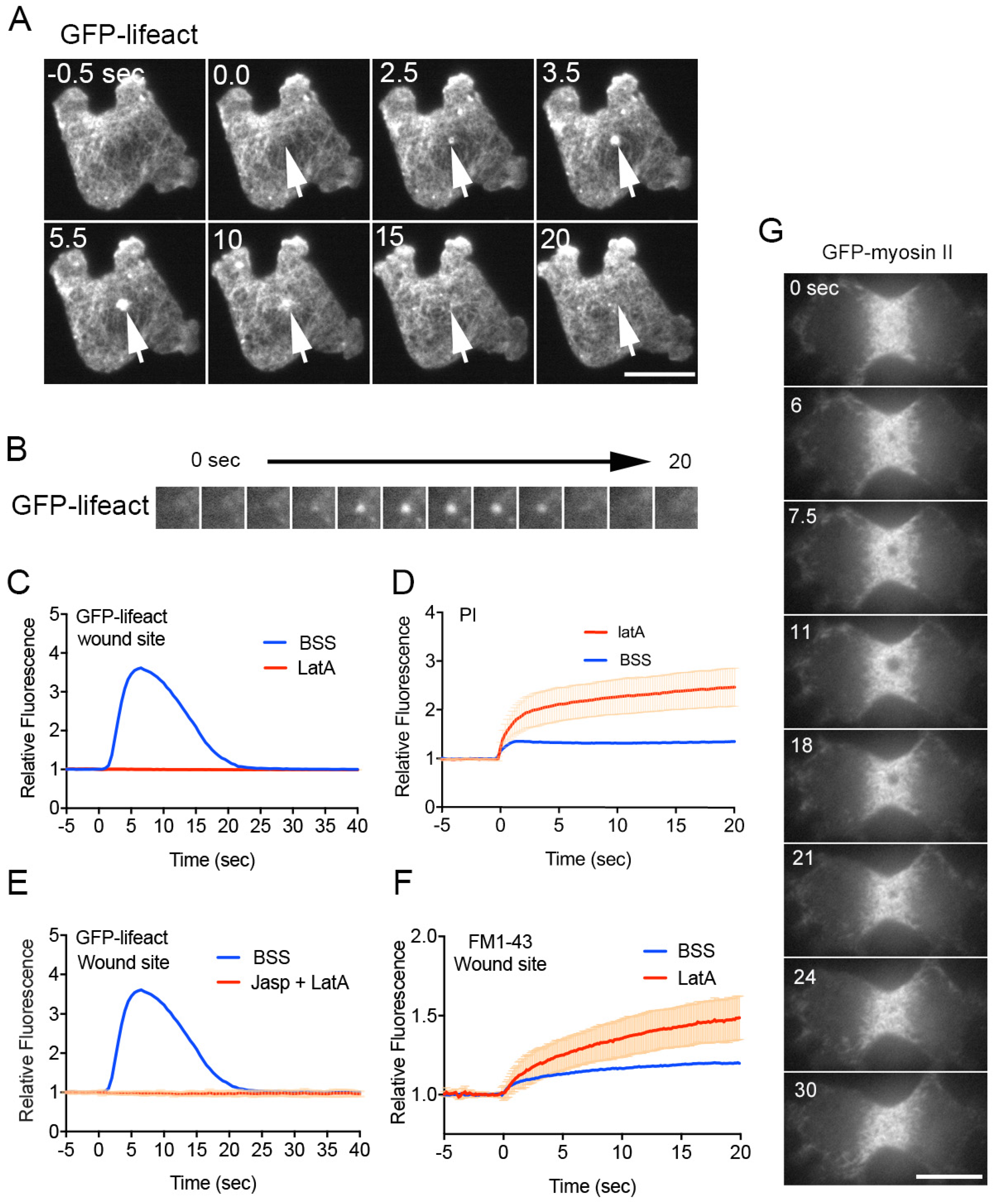 Cells 13 00341 g003 Cells 13 00341 g003