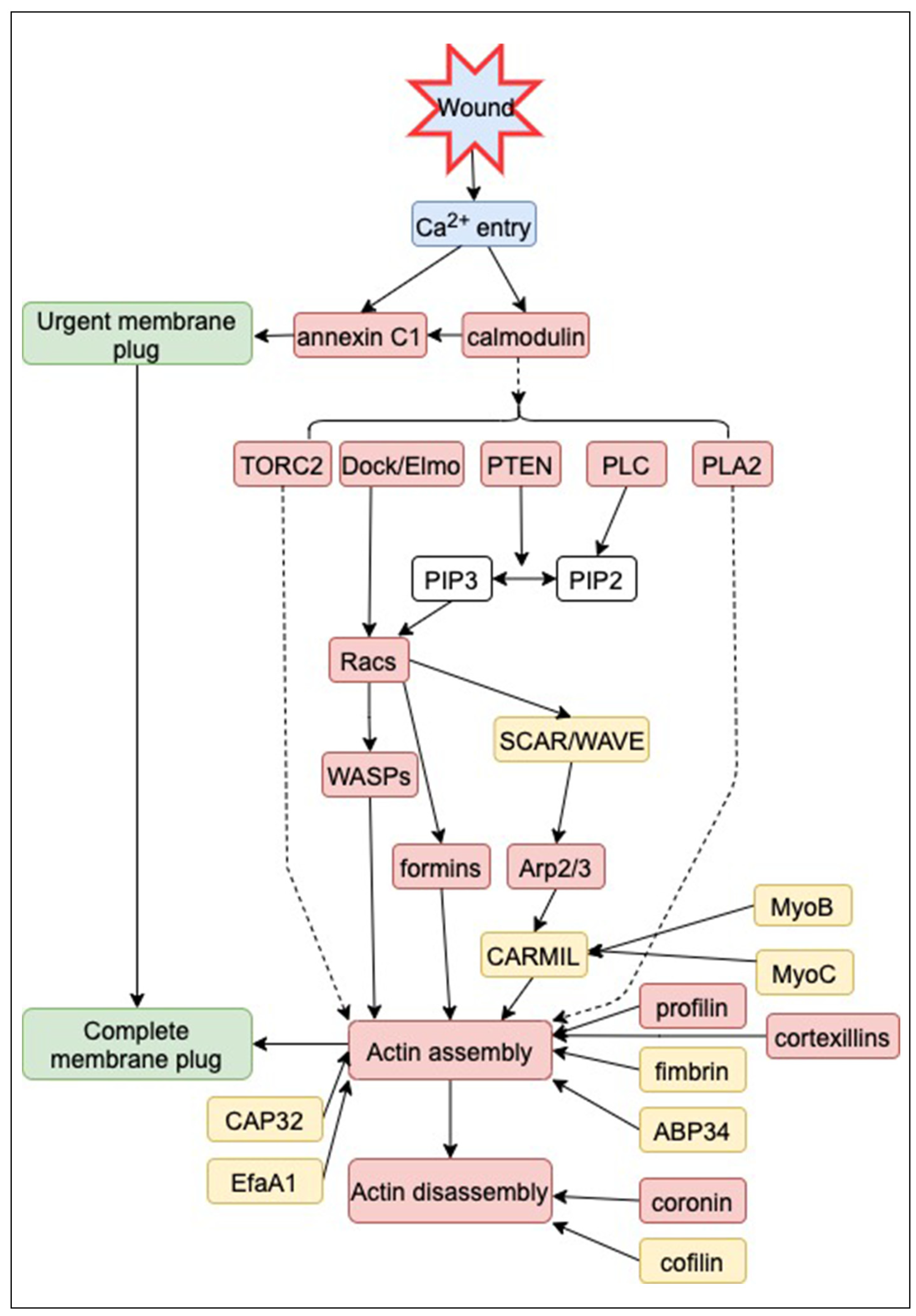 Cells 13 00341 g005 Cells 13 00341 g005