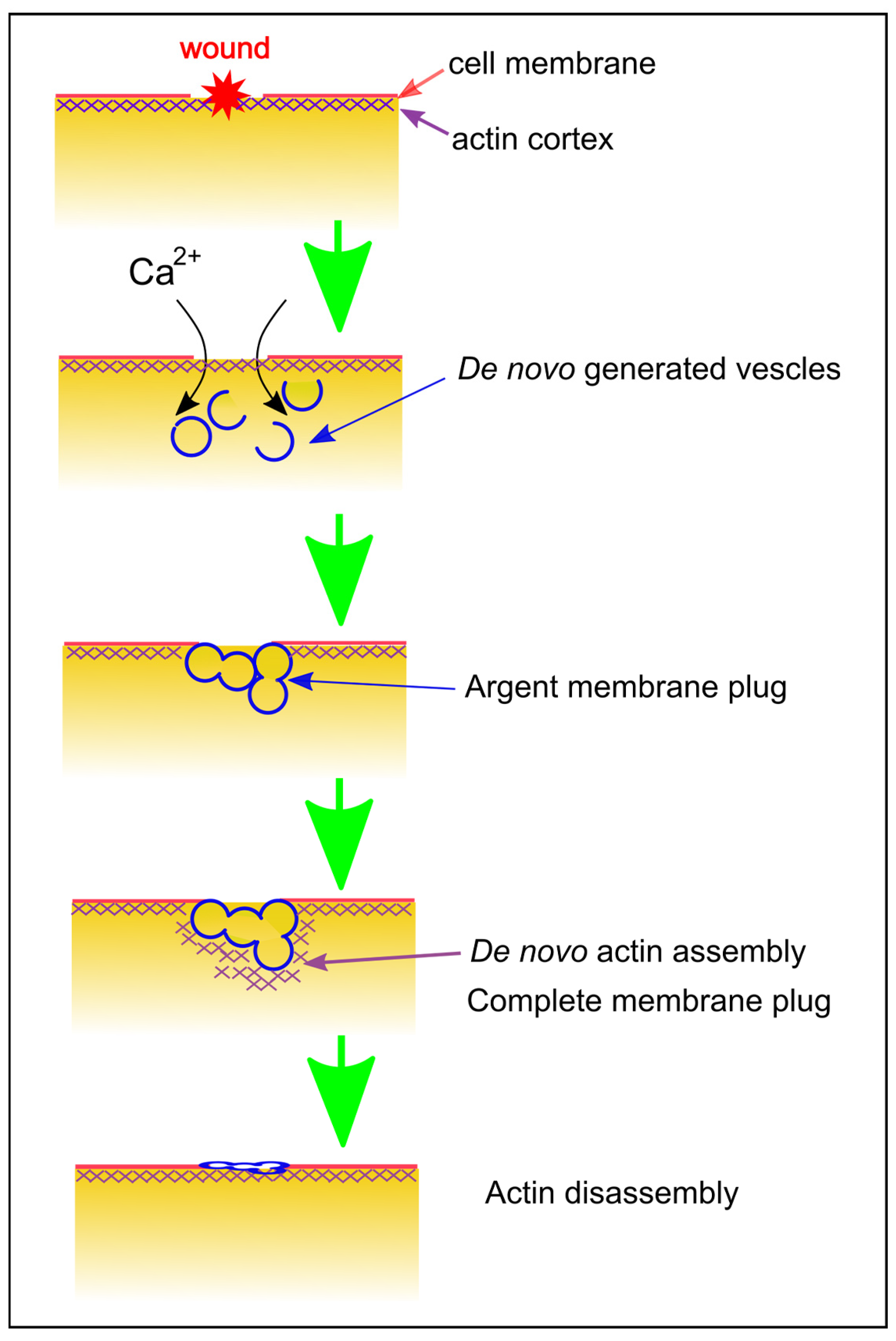 Cells 13 00341 g006 Cells 13 00341 g006