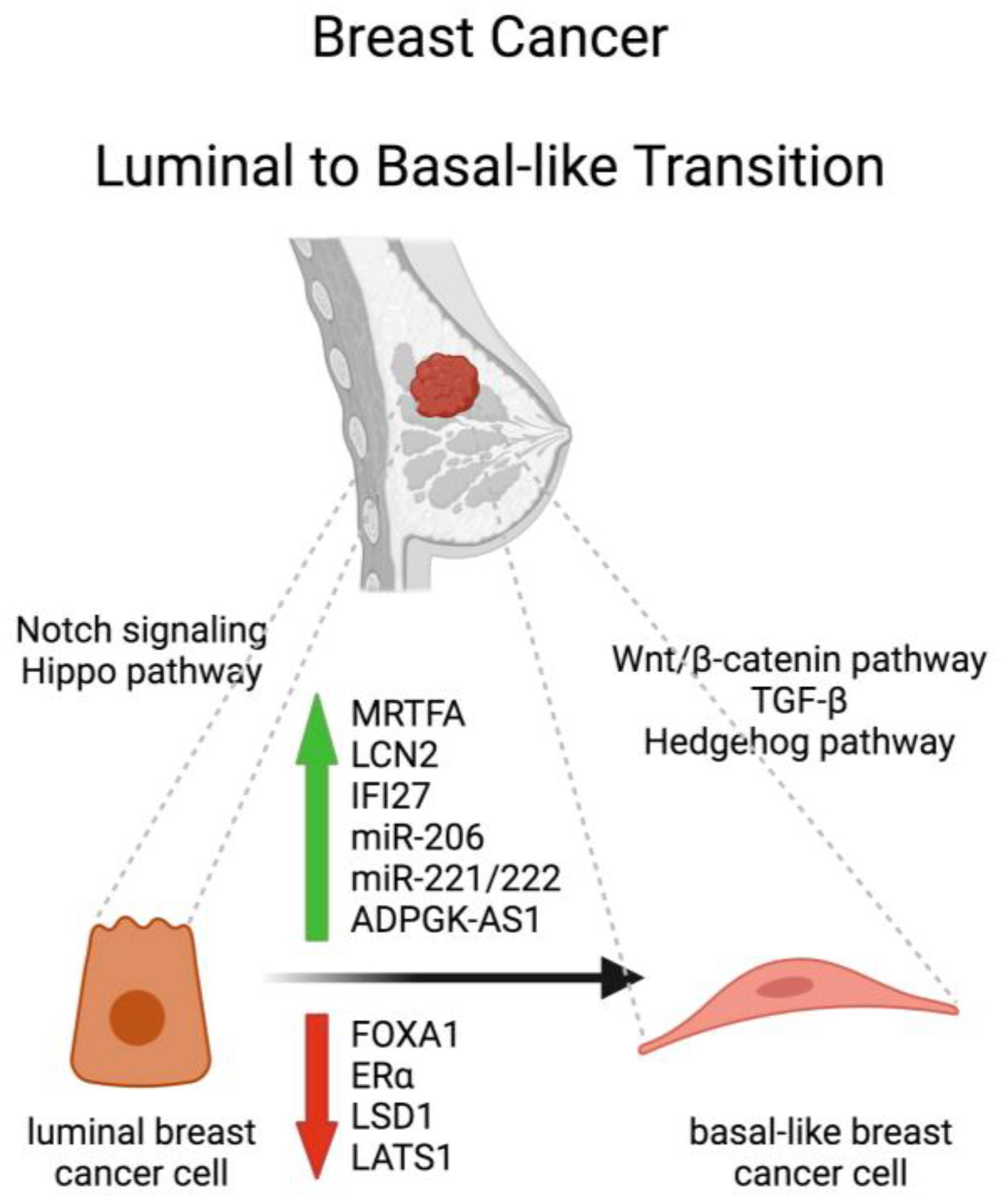 Cells 13 00350 g001 Cells 13 00350 g001