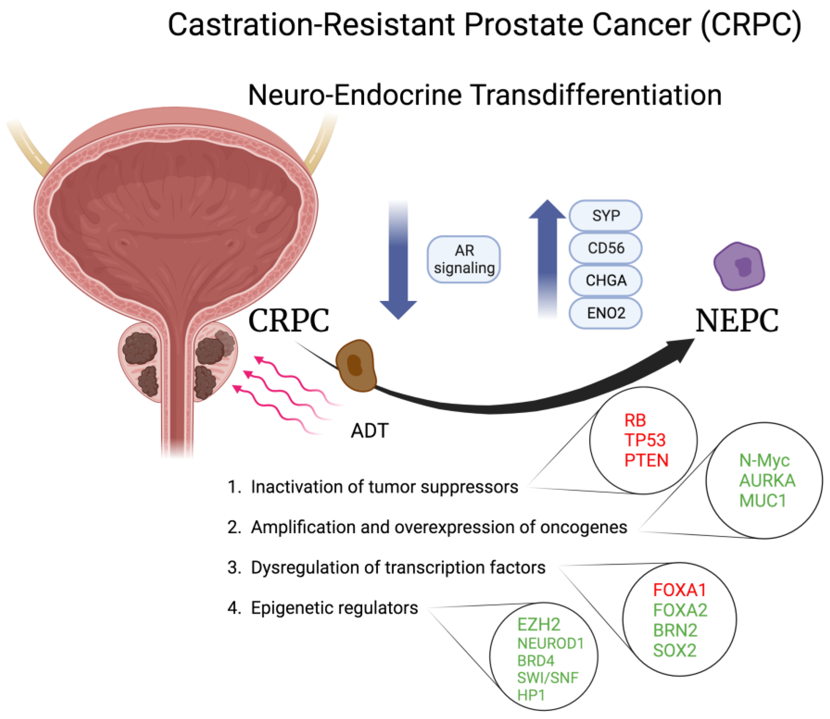 Cells 13 00350 g002 Cells 13 00350 g002