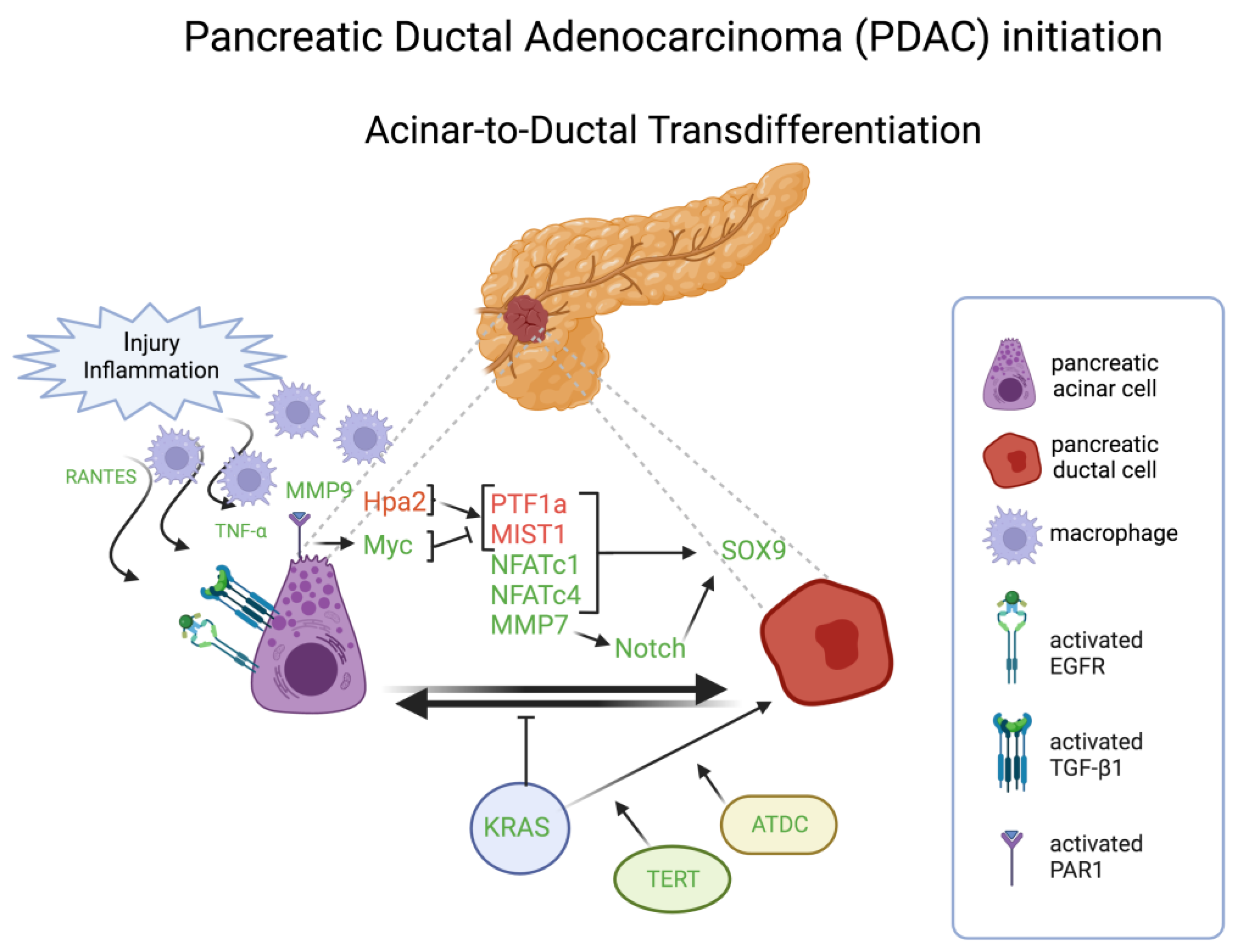 Cells 13 00350 g004 Cells 13 00350 g004
