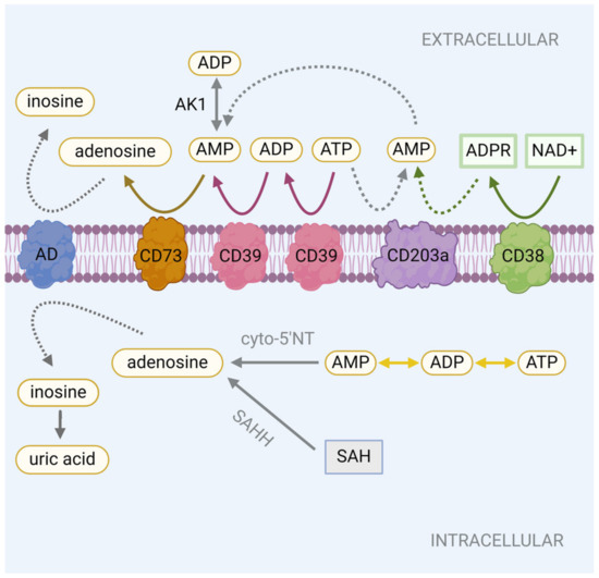 Adenosine in Intestinal Epithelial Barrier Function