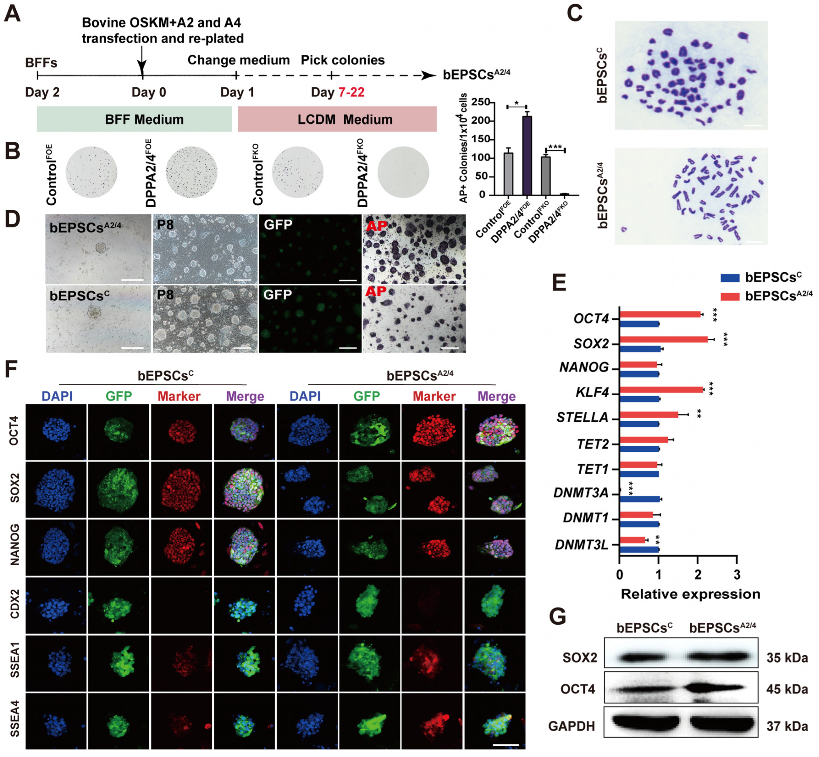 Cells 13 00382 g002 Cells 13 00382 g002