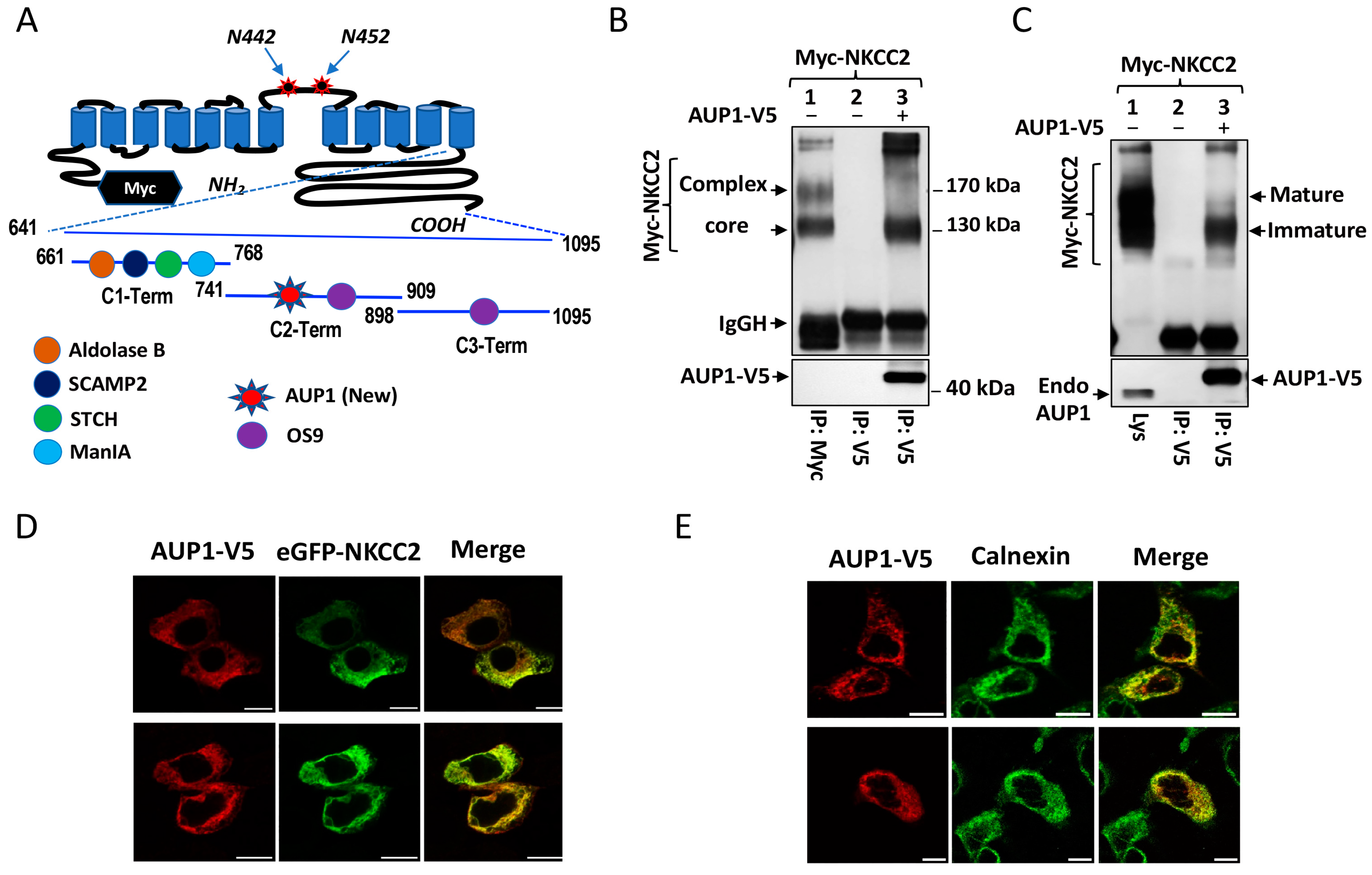 Cells 13 00389 g001 Cells 13 00389 g001