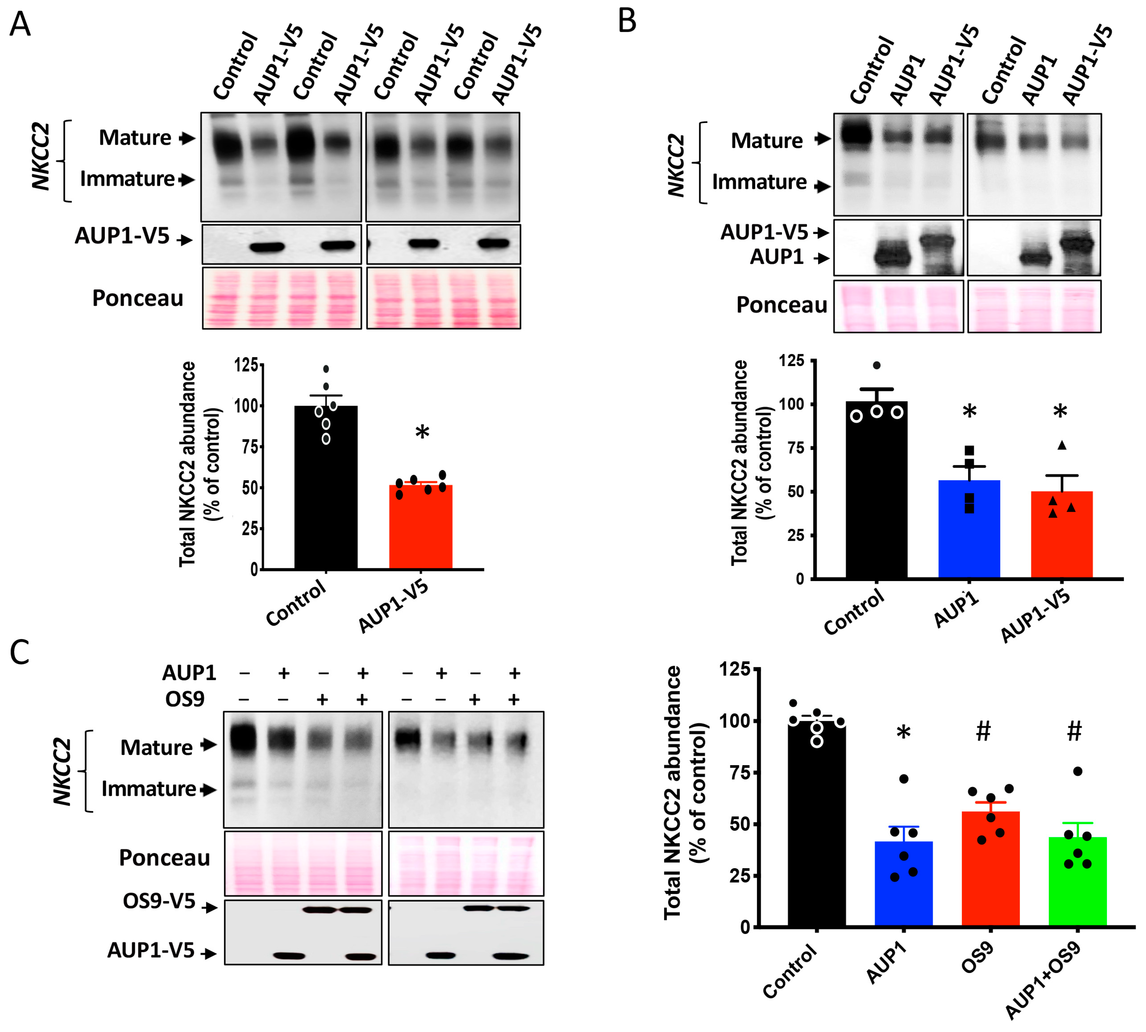 Cells 13 00389 g002 Cells 13 00389 g002
