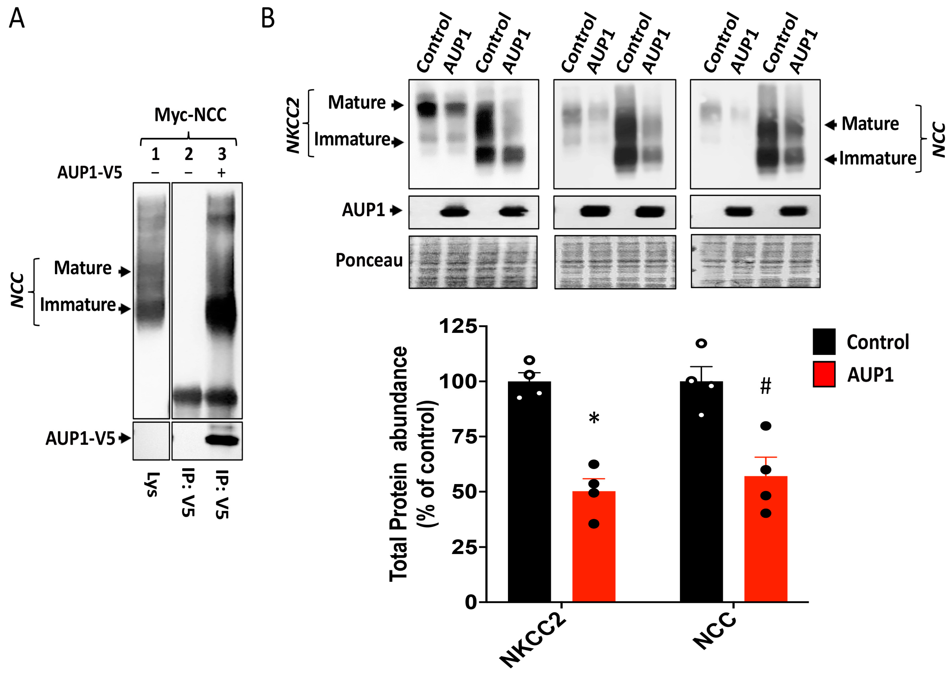 Cells 13 00389 g003 Cells 13 00389 g003