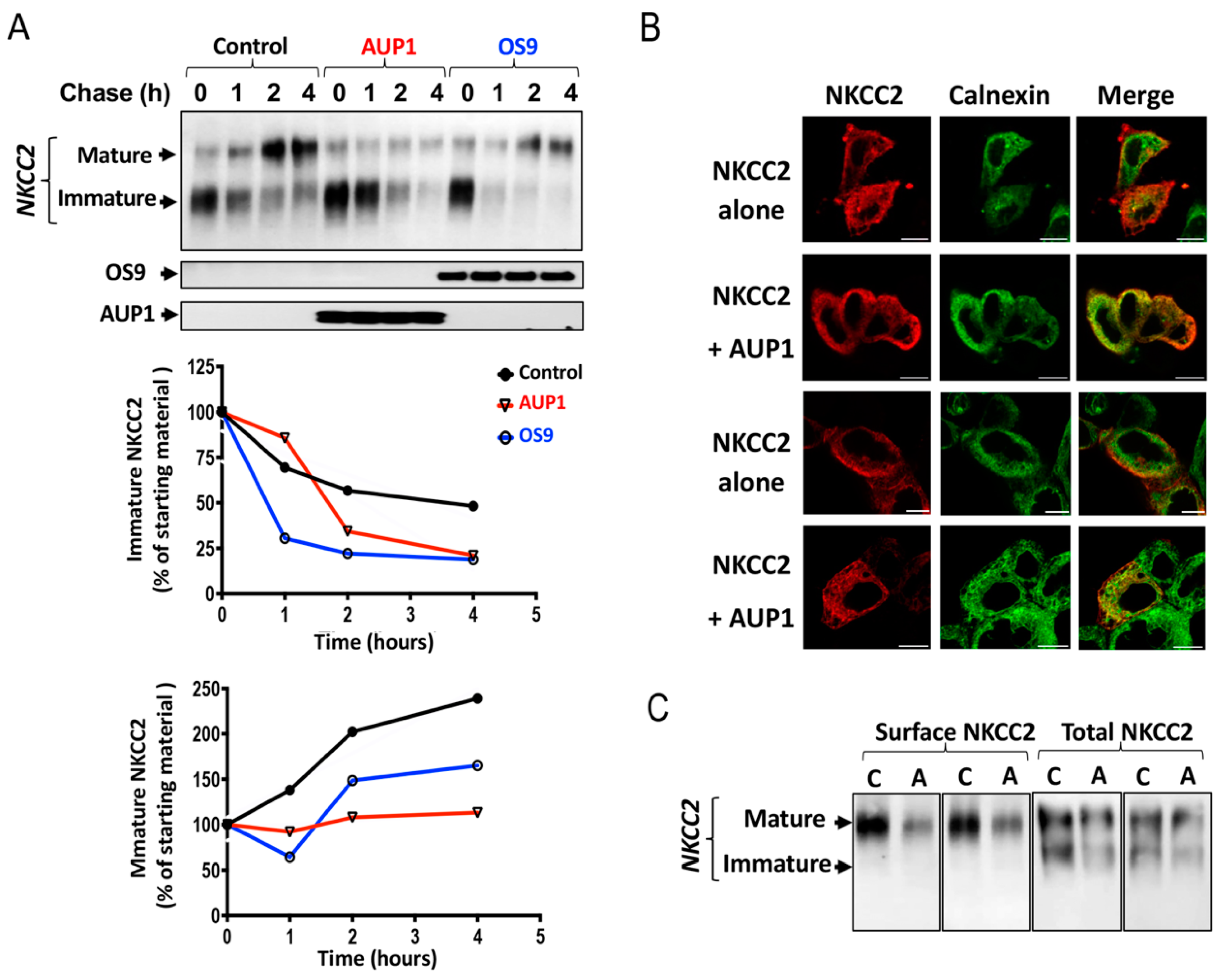 Cells 13 00389 g004 Cells 13 00389 g004
