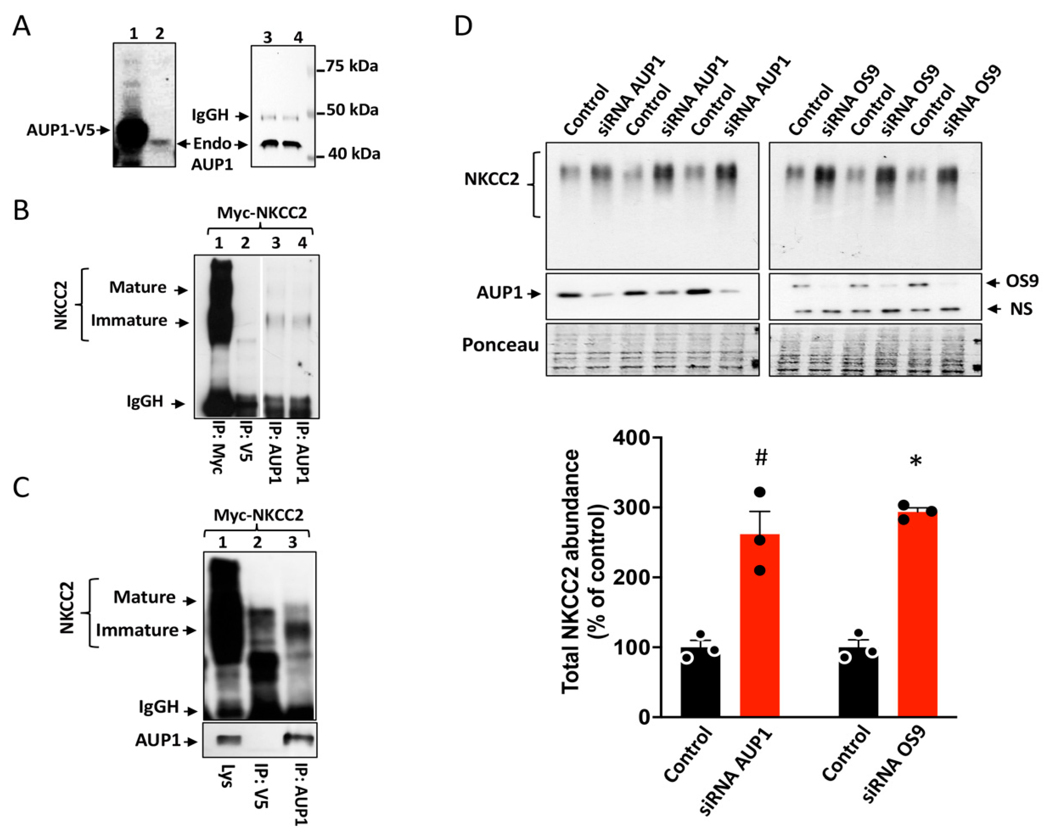 Cells 13 00389 g006 Cells 13 00389 g006