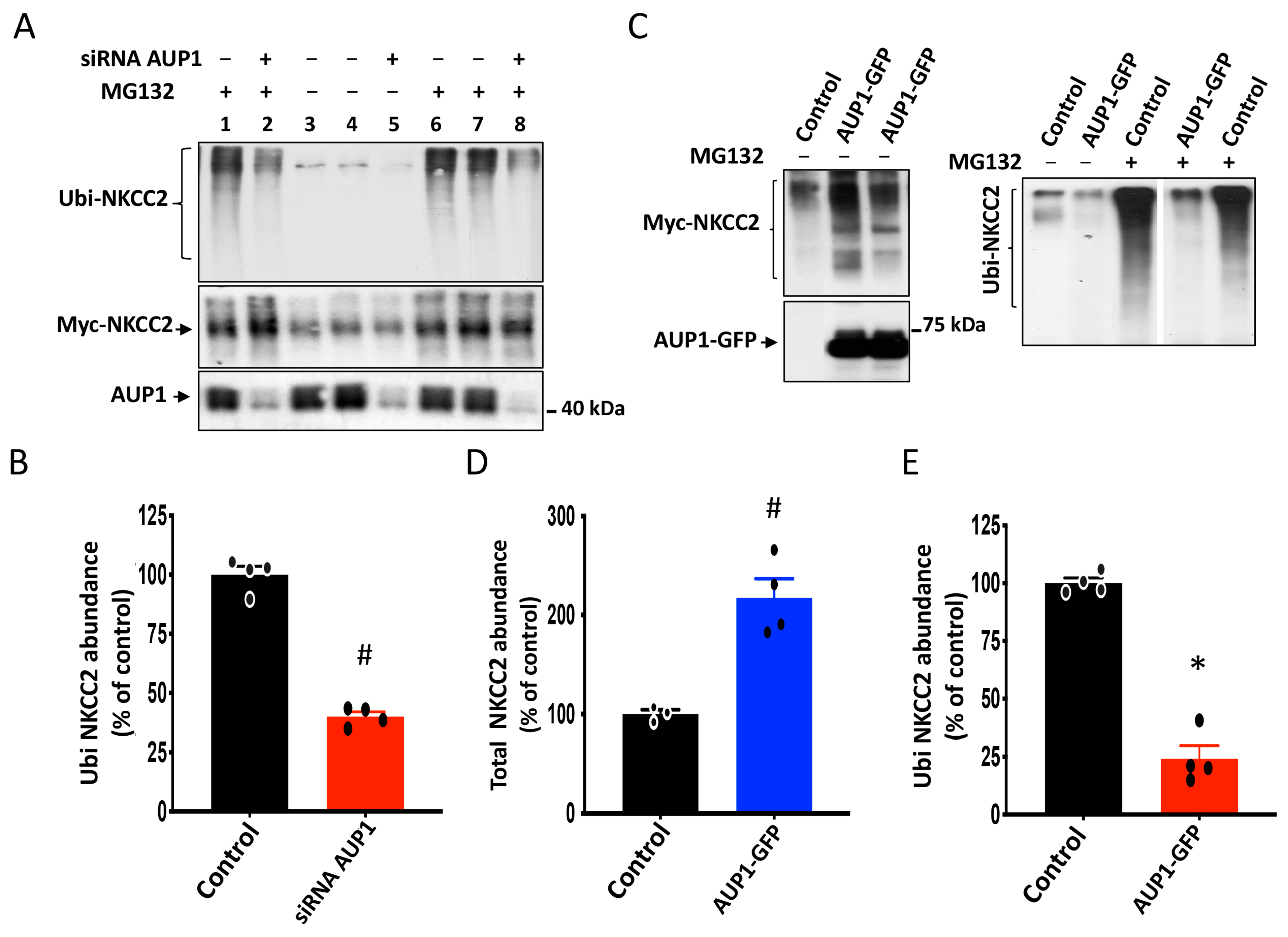 Cells 13 00389 g007 Cells 13 00389 g007