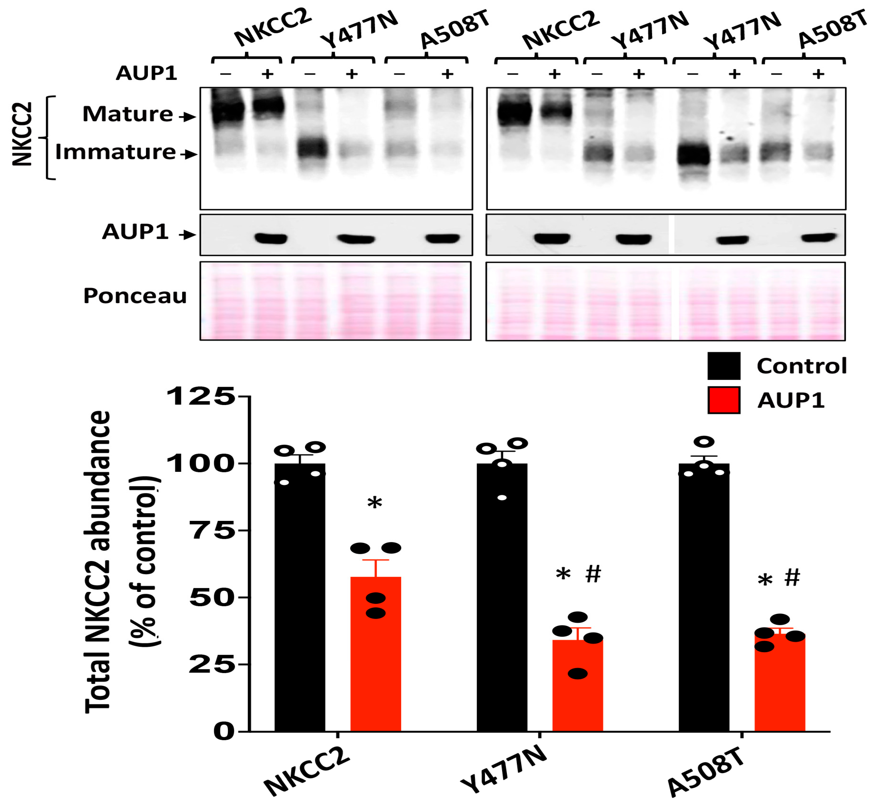 Cells 13 00389 g008 Cells 13 00389 g008
