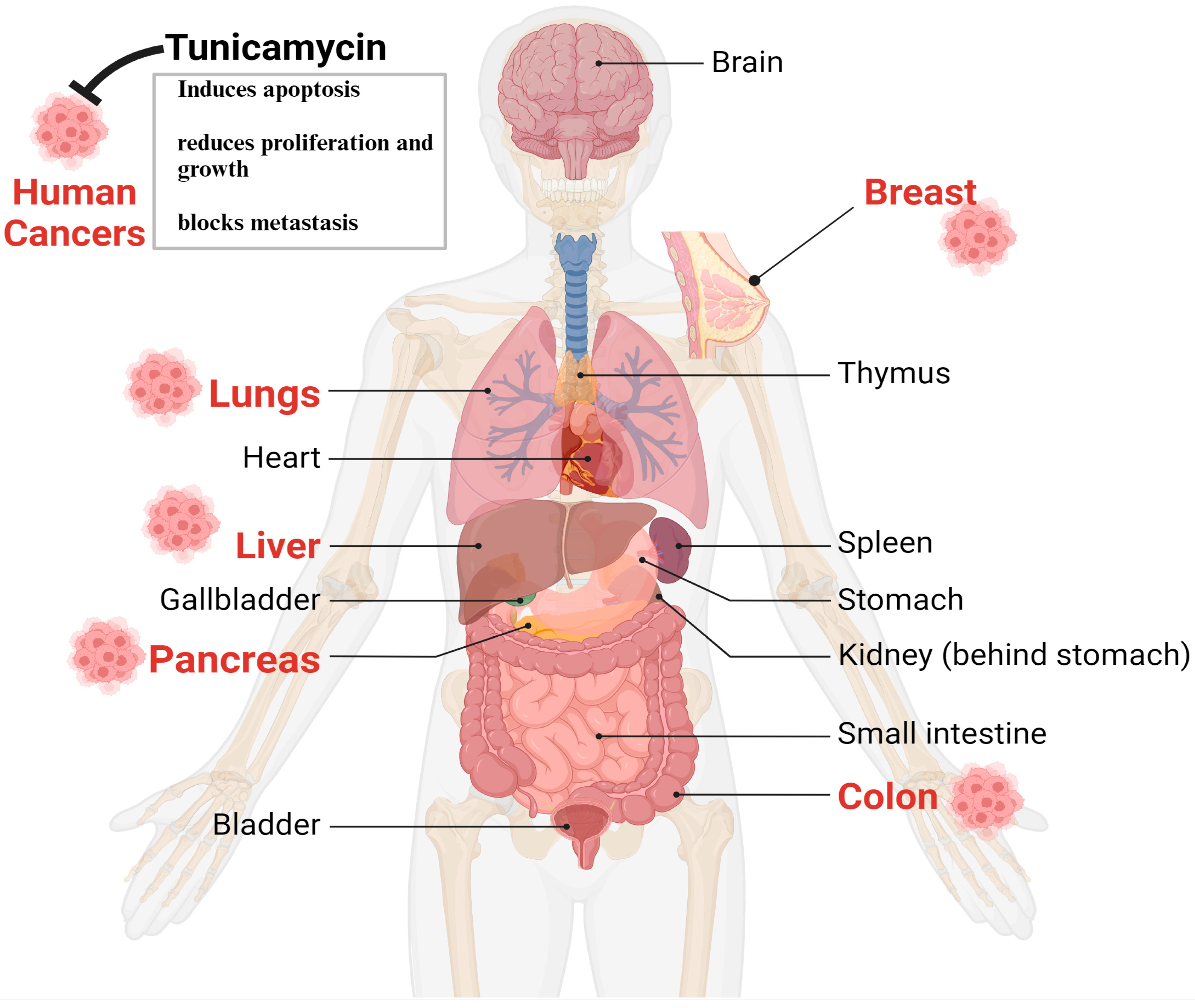 Cells 13 00395 g003 Cells 13 00395 g003