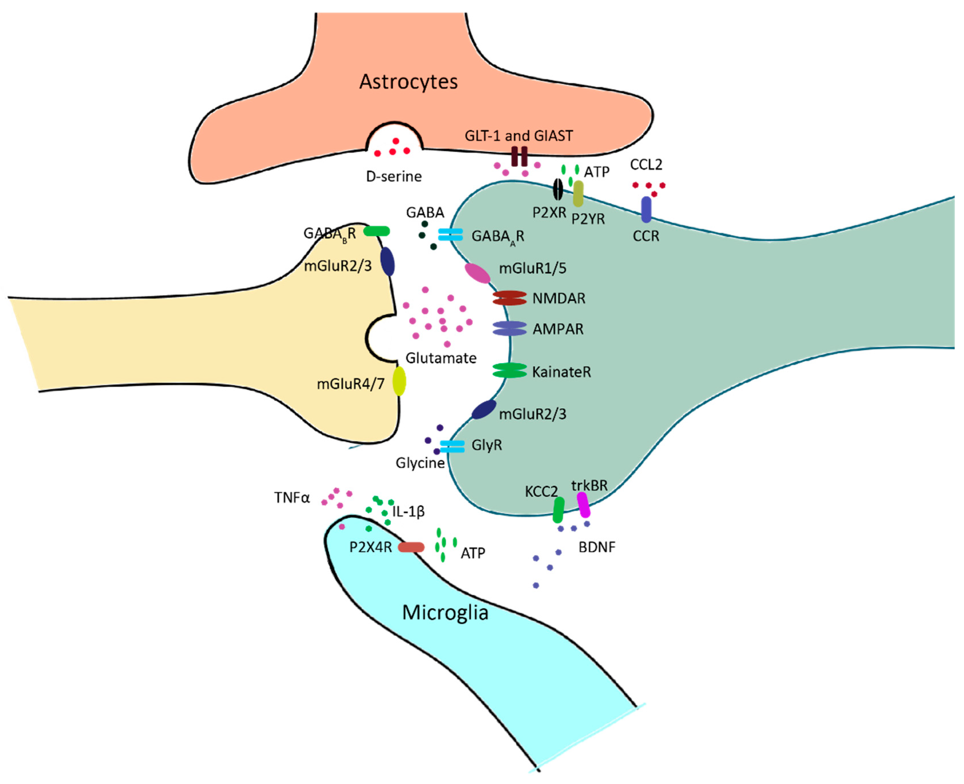 Cells 13 00398 g003 Cells 13 00398 g003