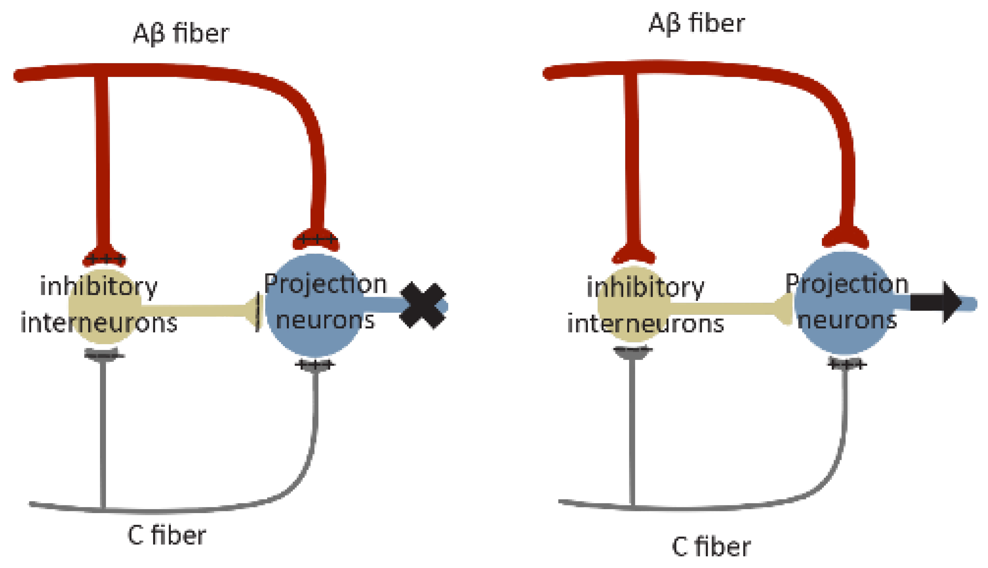 Cells 13 00398 g004 Cells 13 00398 g004