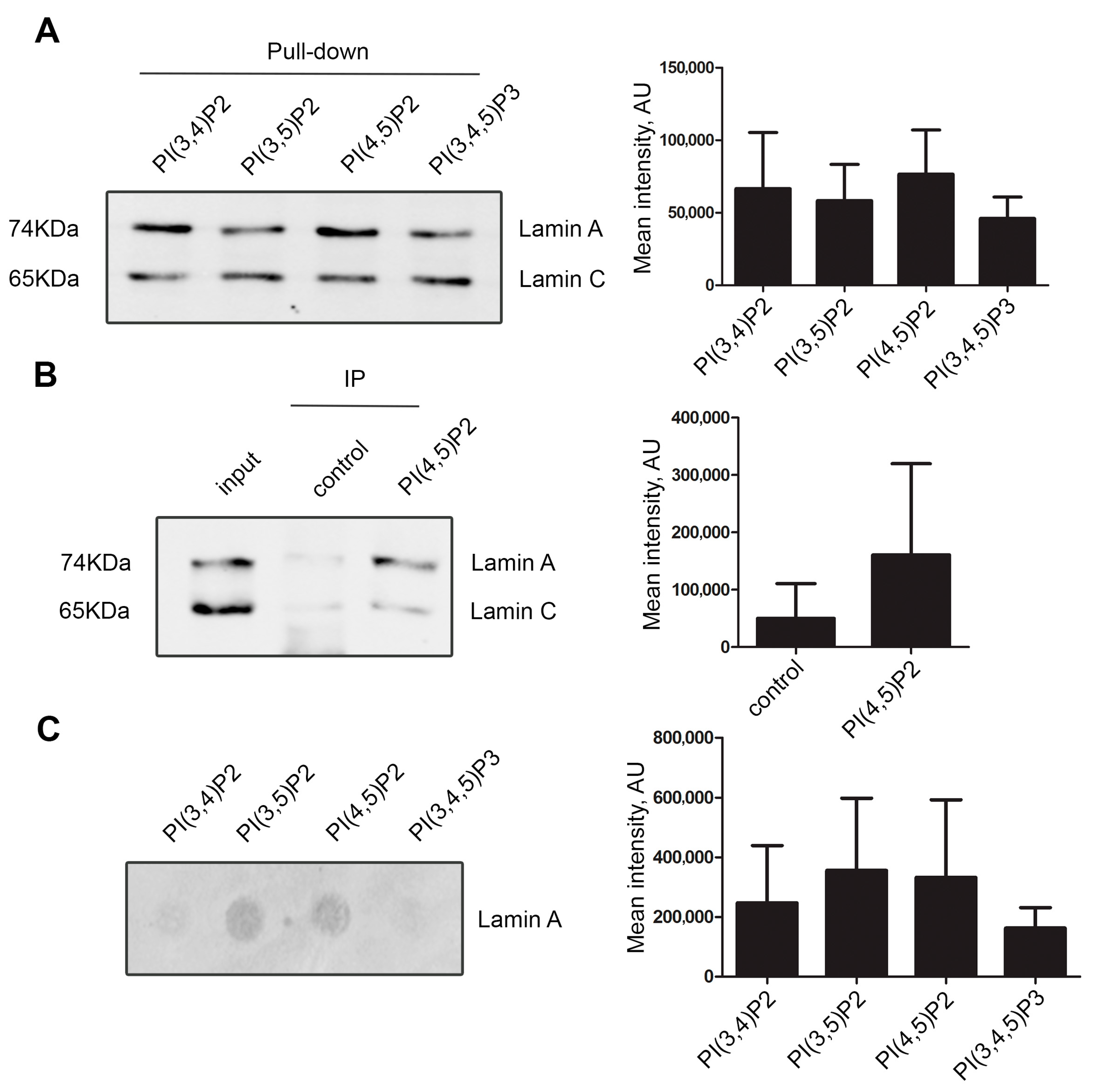 Lamin A/C and PI(4,5)P2—A Novel Complex in the Cell Nucleus