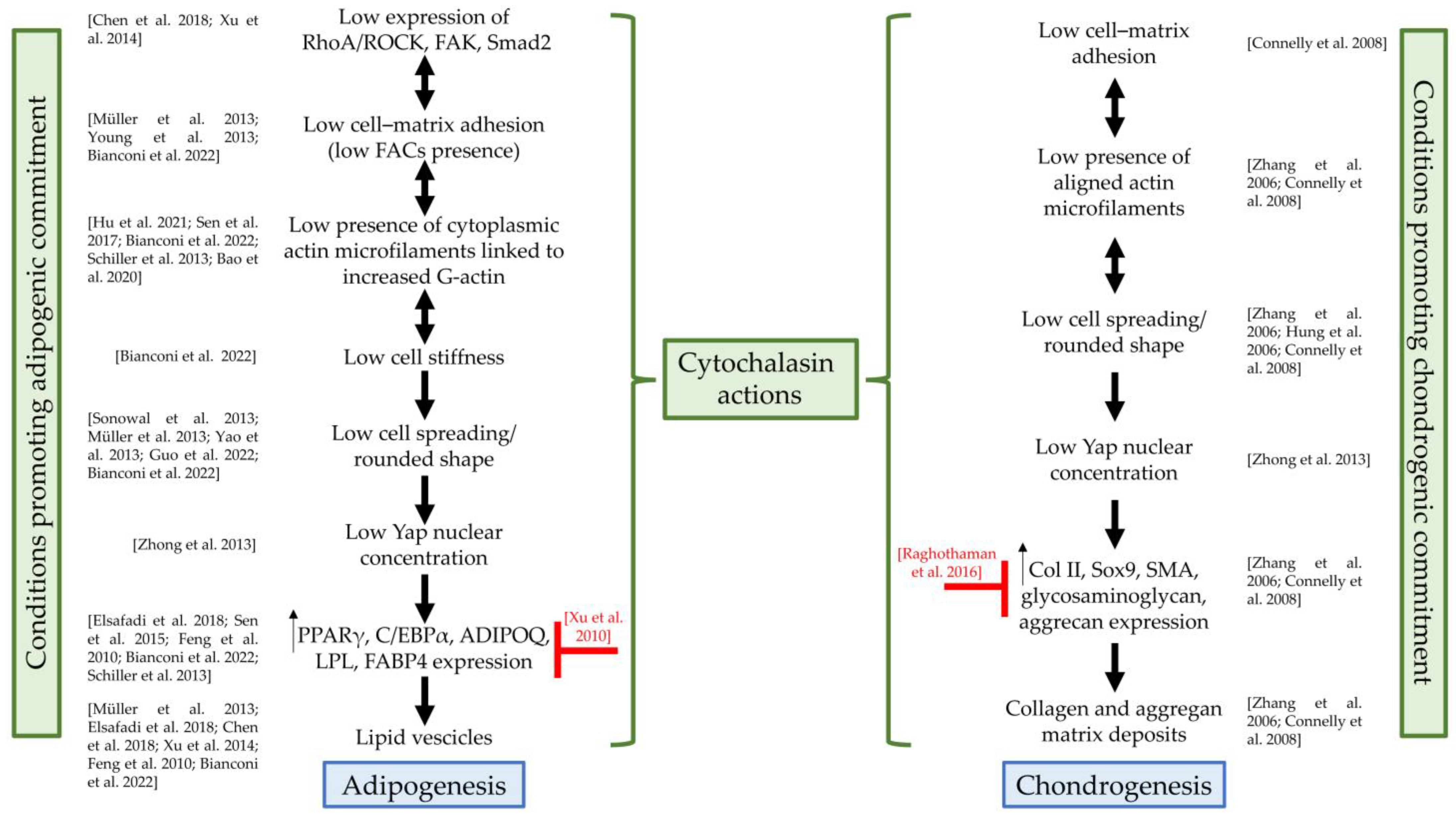 Cells 13 00400 g003 Cells 13 00400 g003