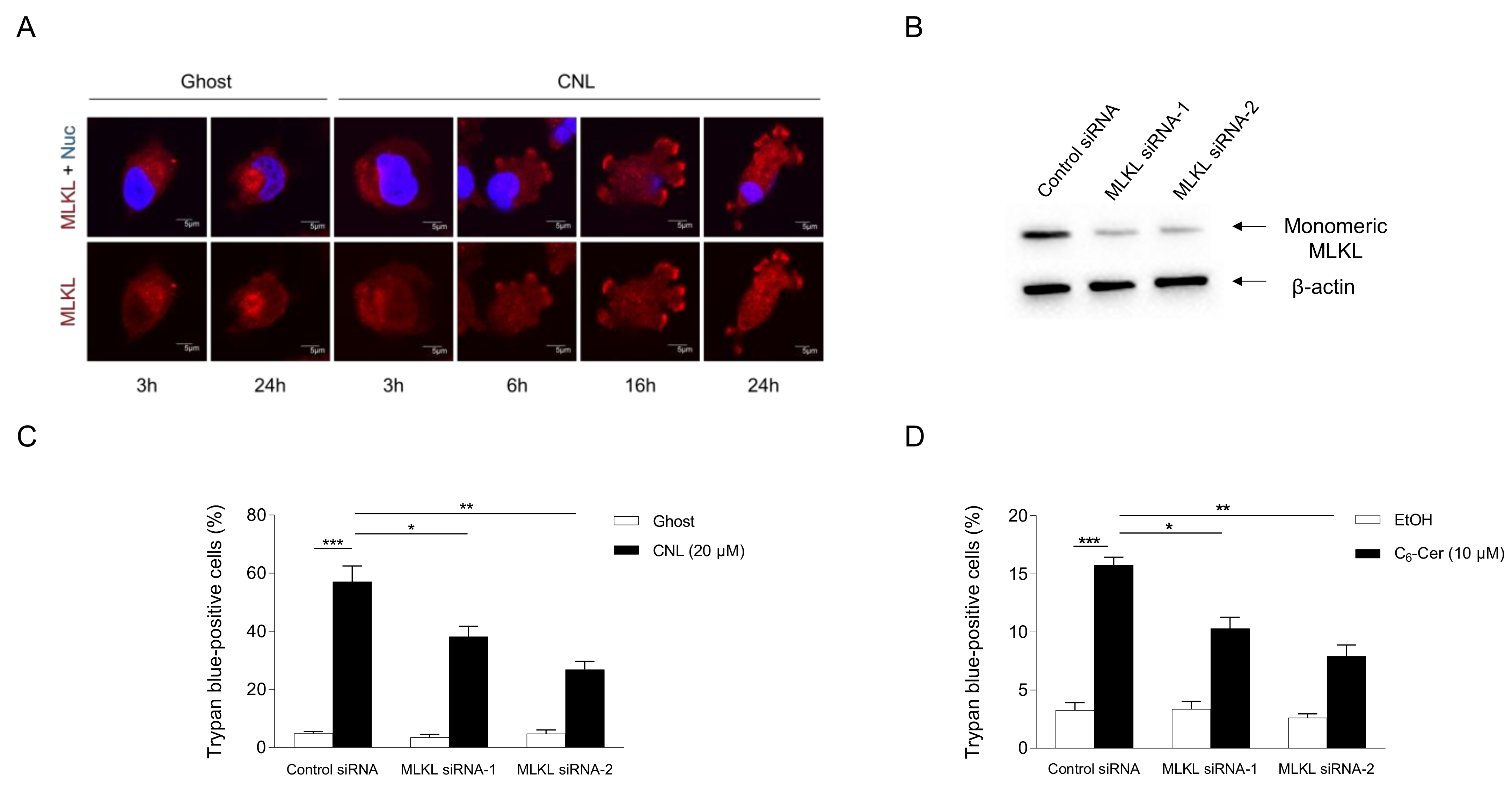 Cells 13 00405 g005 Cells 13 00405 g005