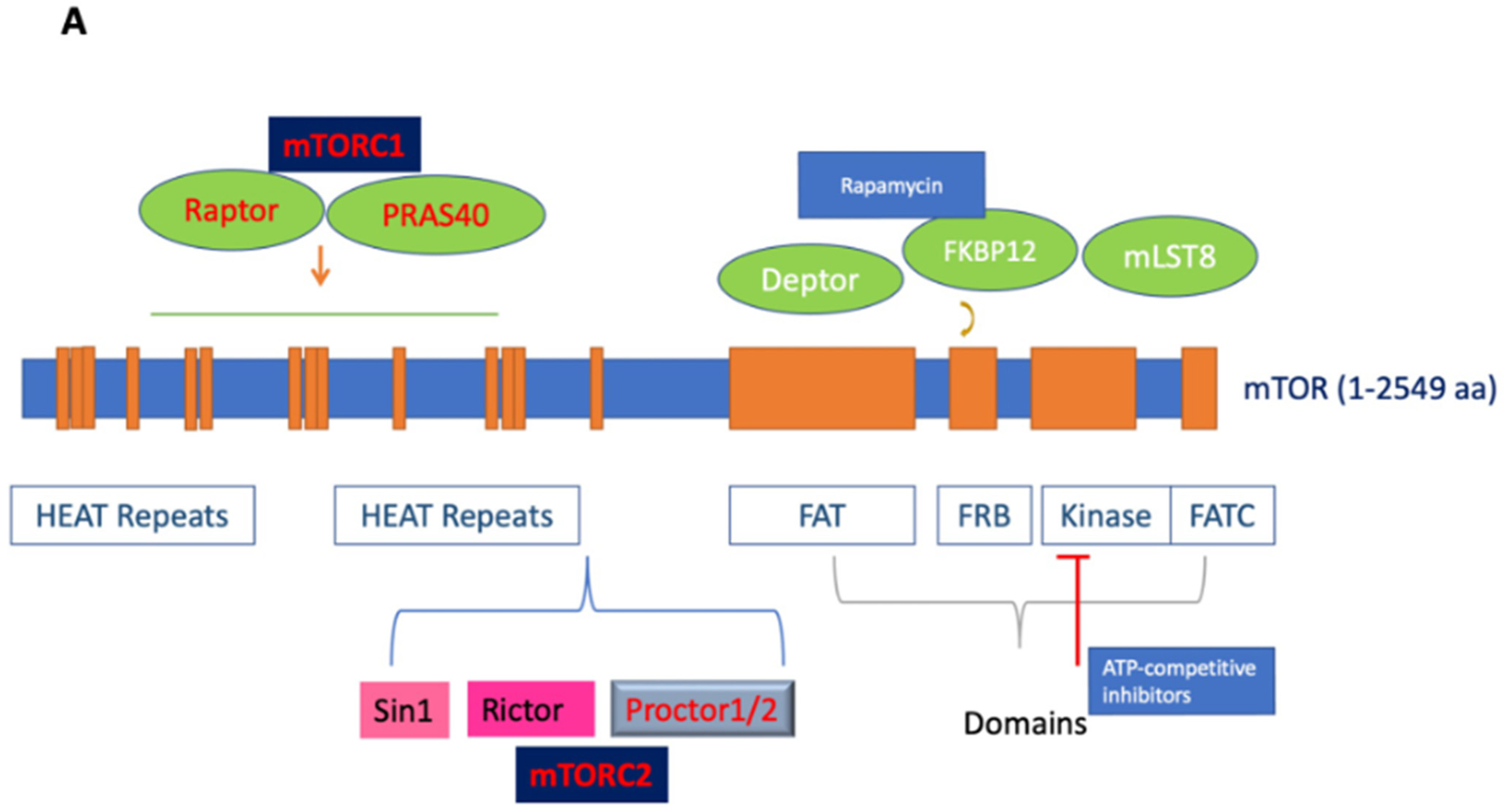 Cells 13 00409 g001a Cells 13 00409 g001a