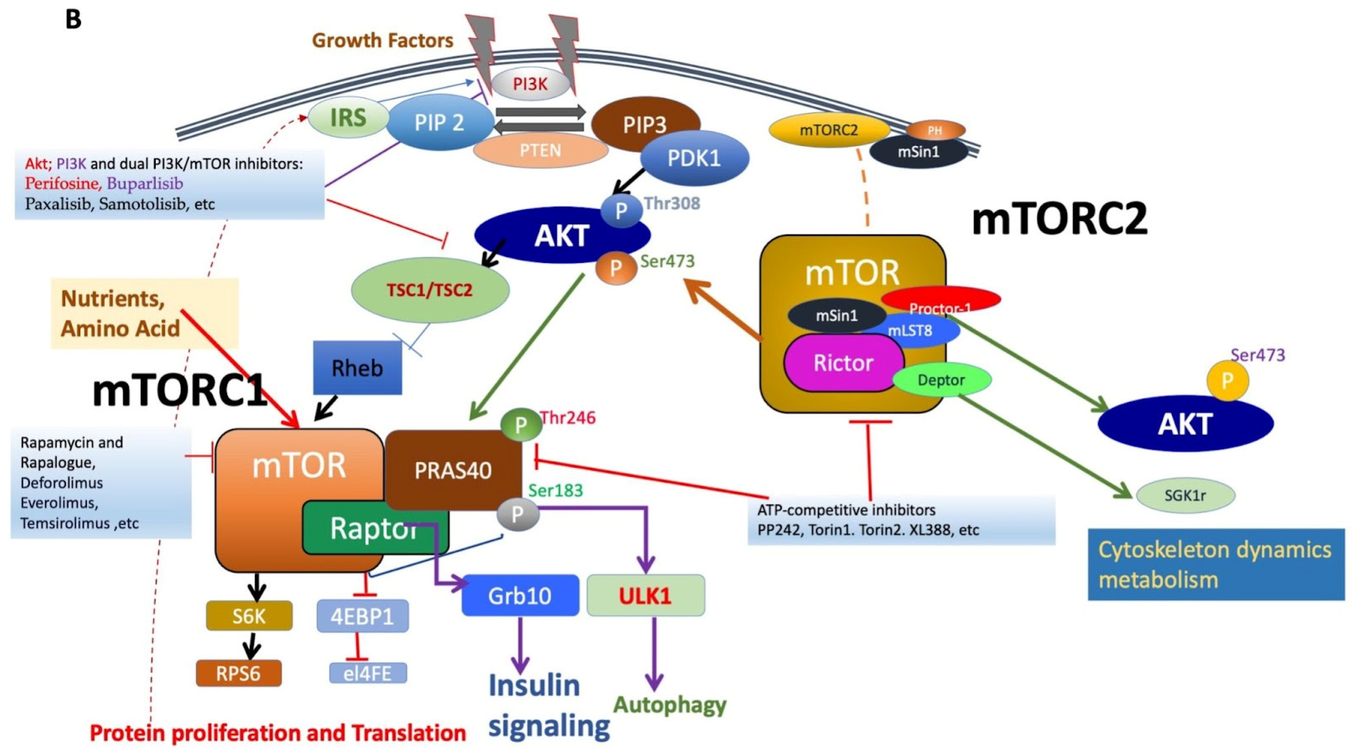 Cells 13 00409 g001b Cells 13 00409 g001b
