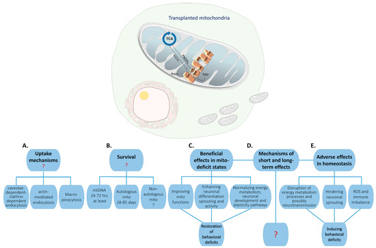 Mitochondria in the Central Nervous System in Health and Disease: The ...