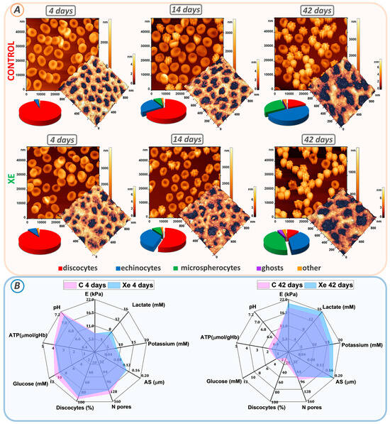 Red Blood Cell Storage with Xenon: Safe or Disruption?