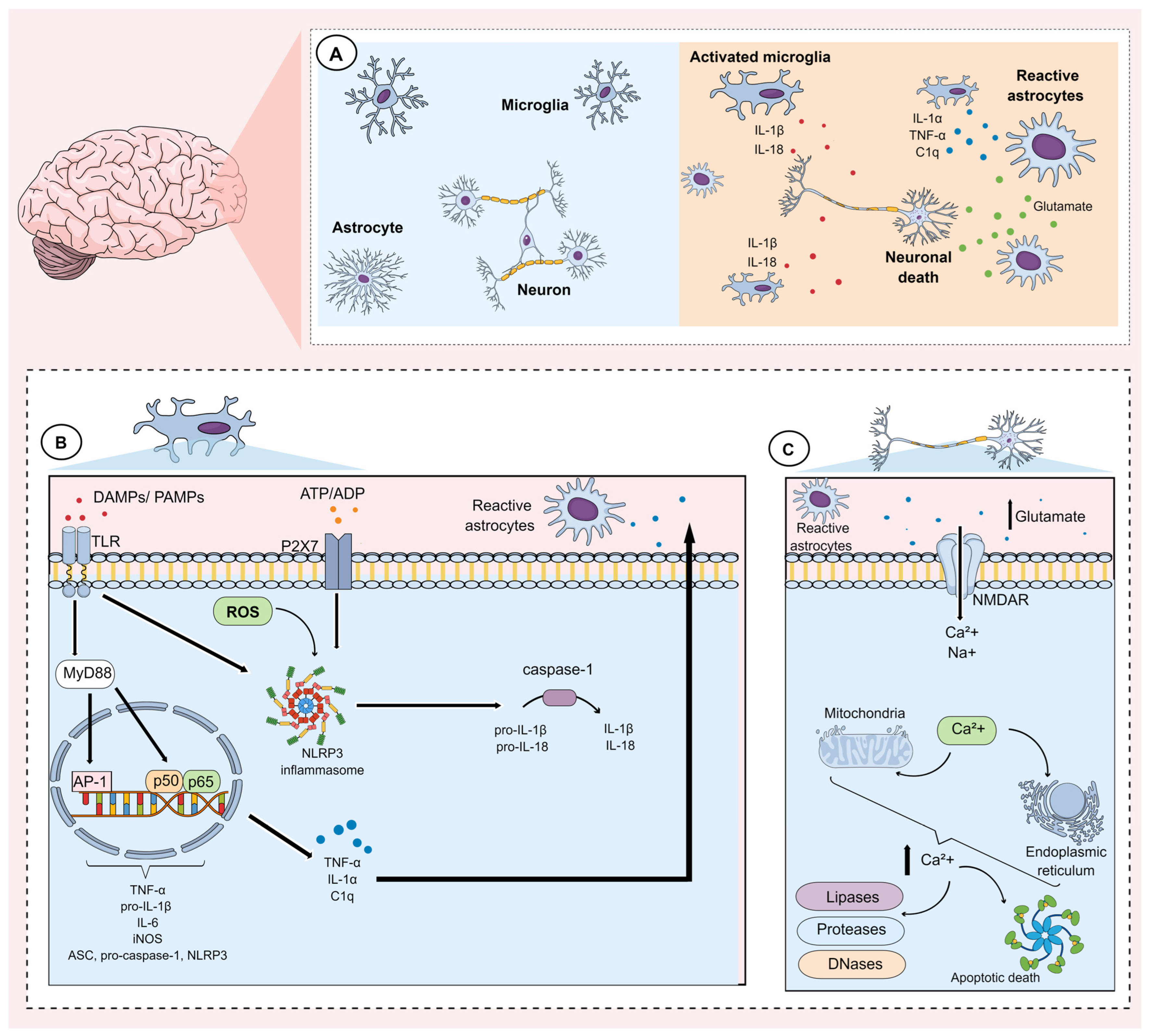 Cells 13 00423 g001 Cells 13 00423 g001