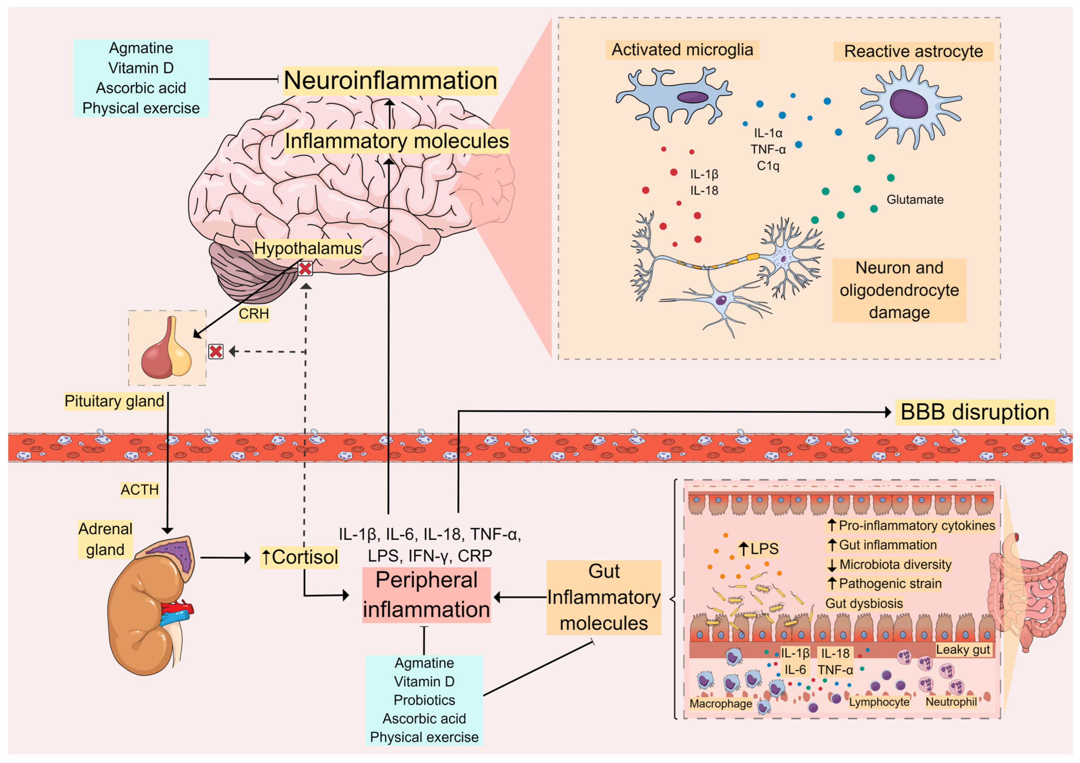 Cells 13 00423 g002 Cells 13 00423 g002