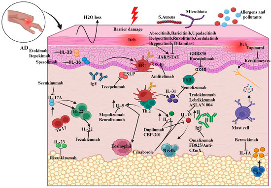 その他 Pathogenesis and Management of Atopic Pathogenesis and treatment strategies for atopic dermatitis