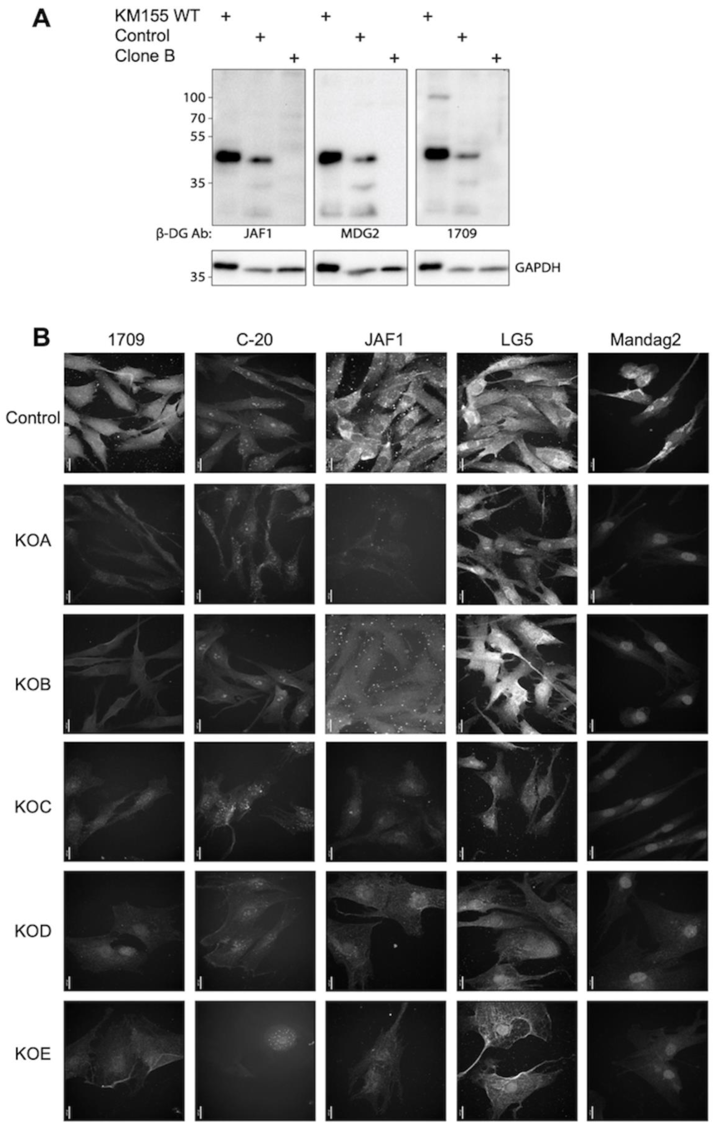 Cells 13 00431 g001a Cells 13 00431 g001a