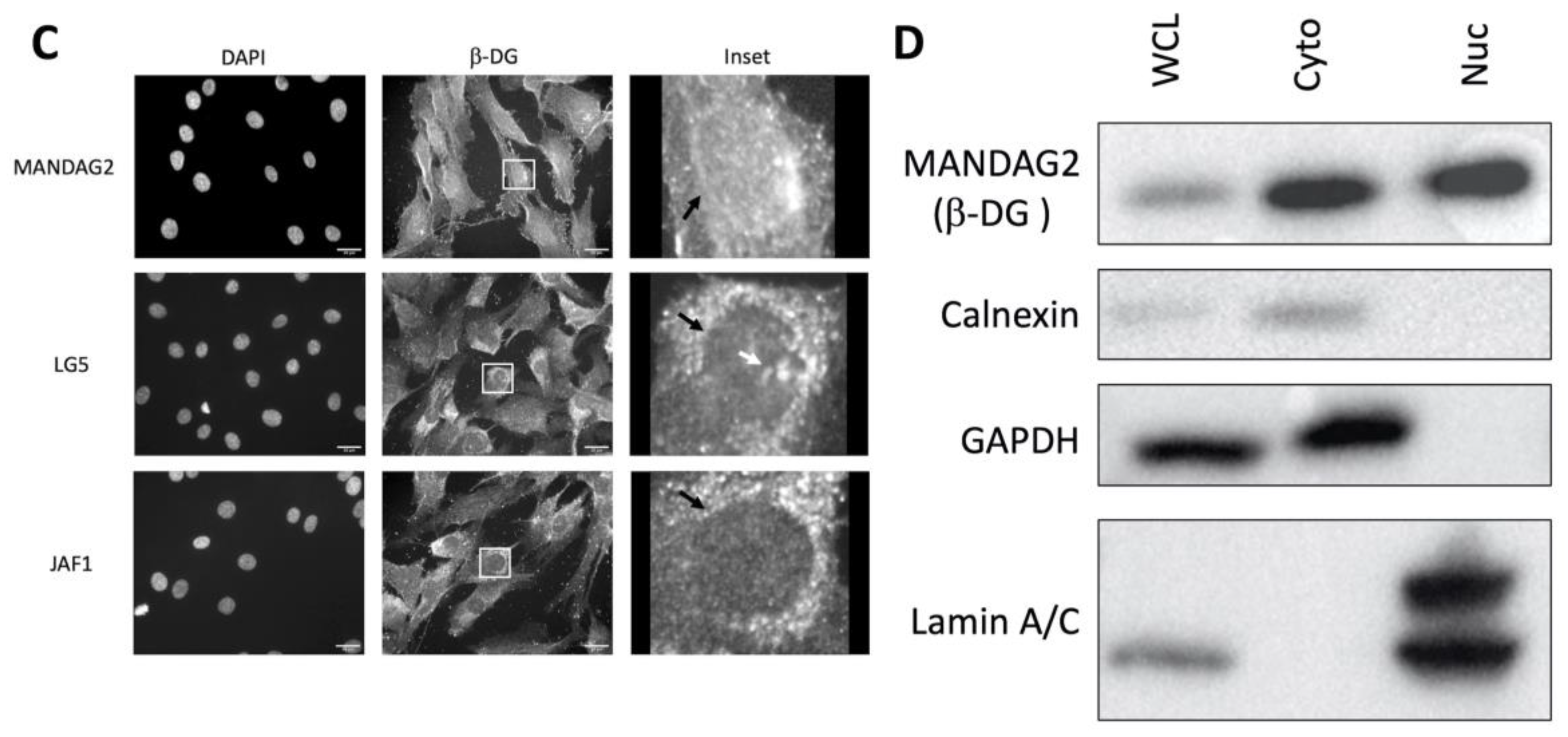 Cells 13 00431 g001b Cells 13 00431 g001b
