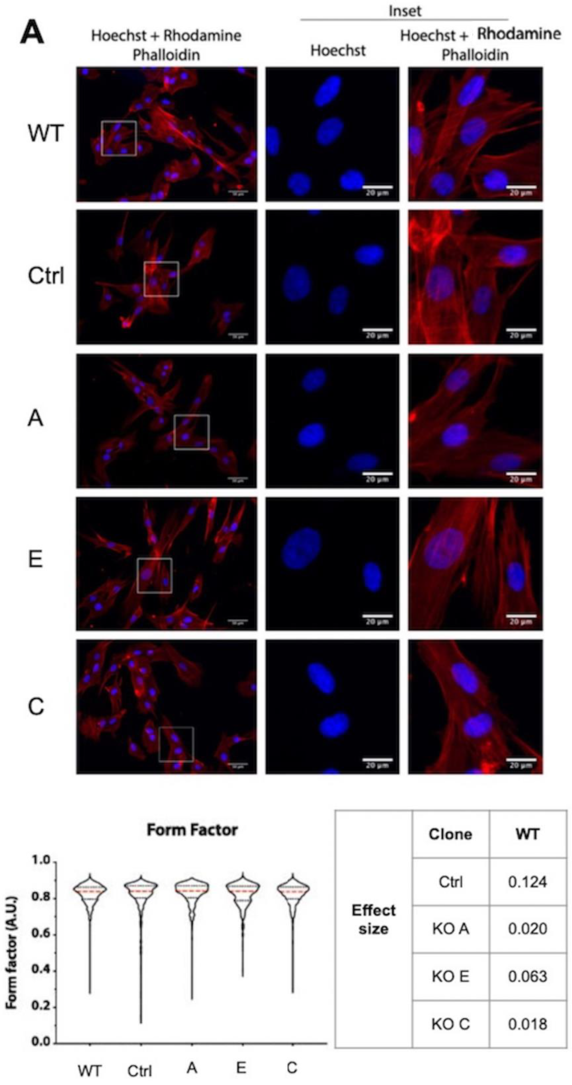 Cells 13 00431 g003a Cells 13 00431 g003a