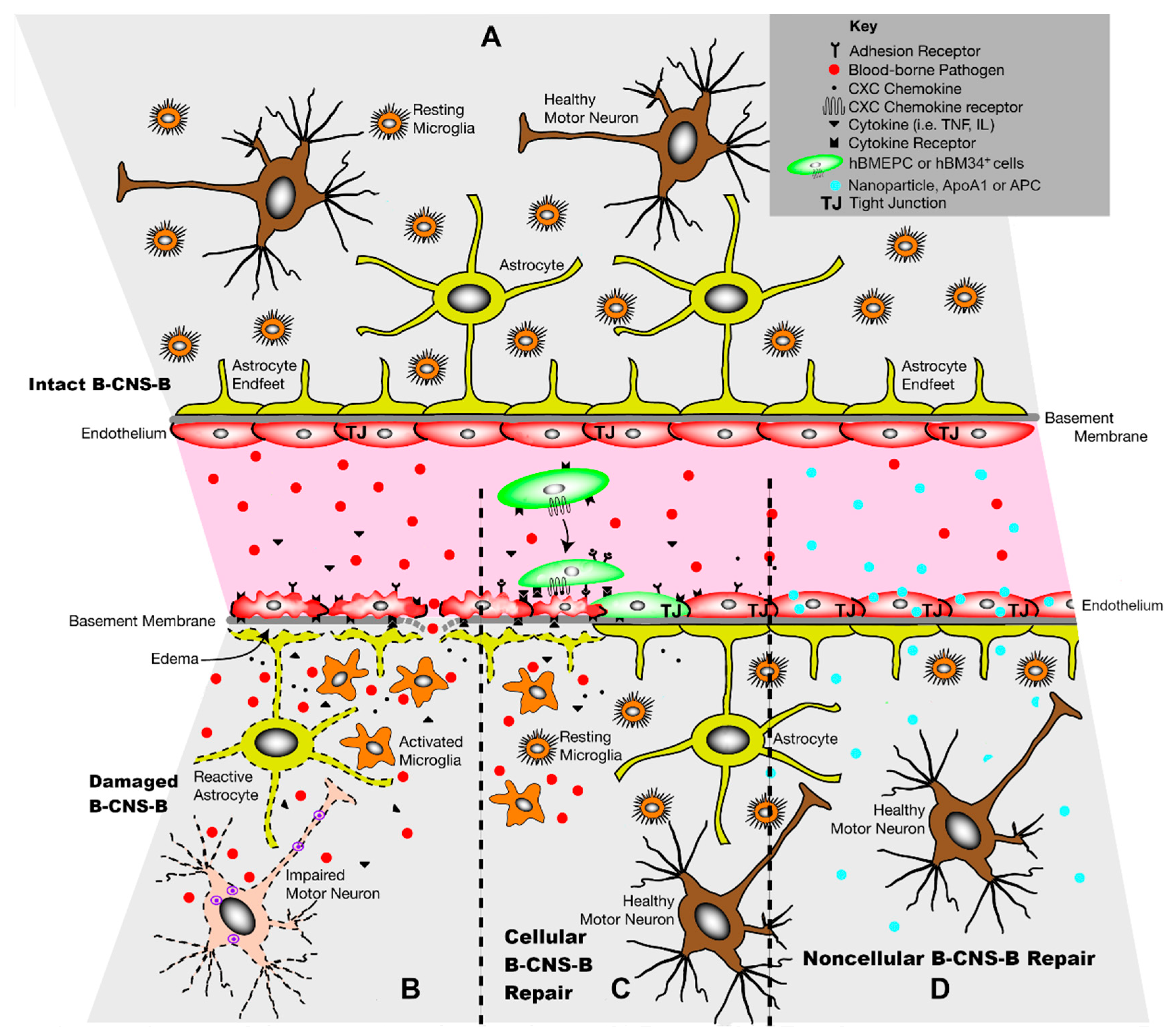 Cells 13 00435 g001 Cells 13 00435 g001