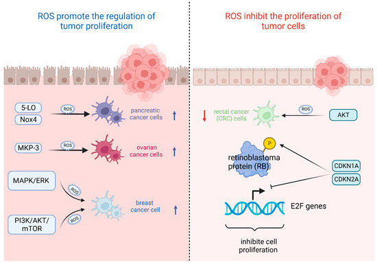 The Role of Oxidative Stress in Tumorigenesis and Progression