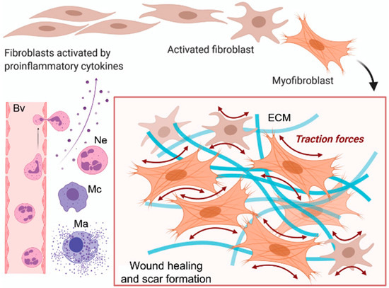 春新作の Scarring and Skin Fibrosis Reversal with Regenerative ボディ・フェイスケア