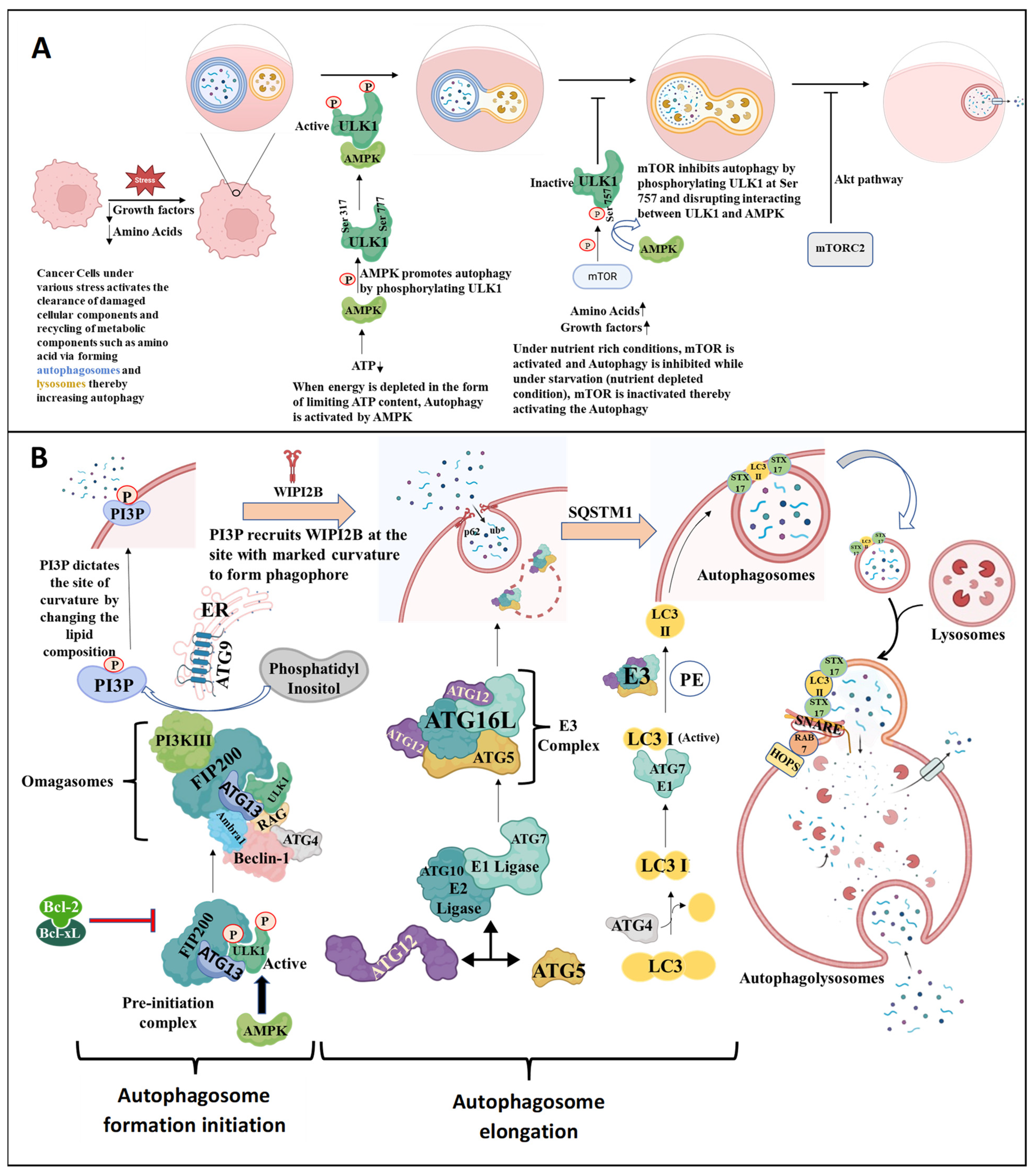 Cells 13 00447 g004 Cells 13 00447 g004