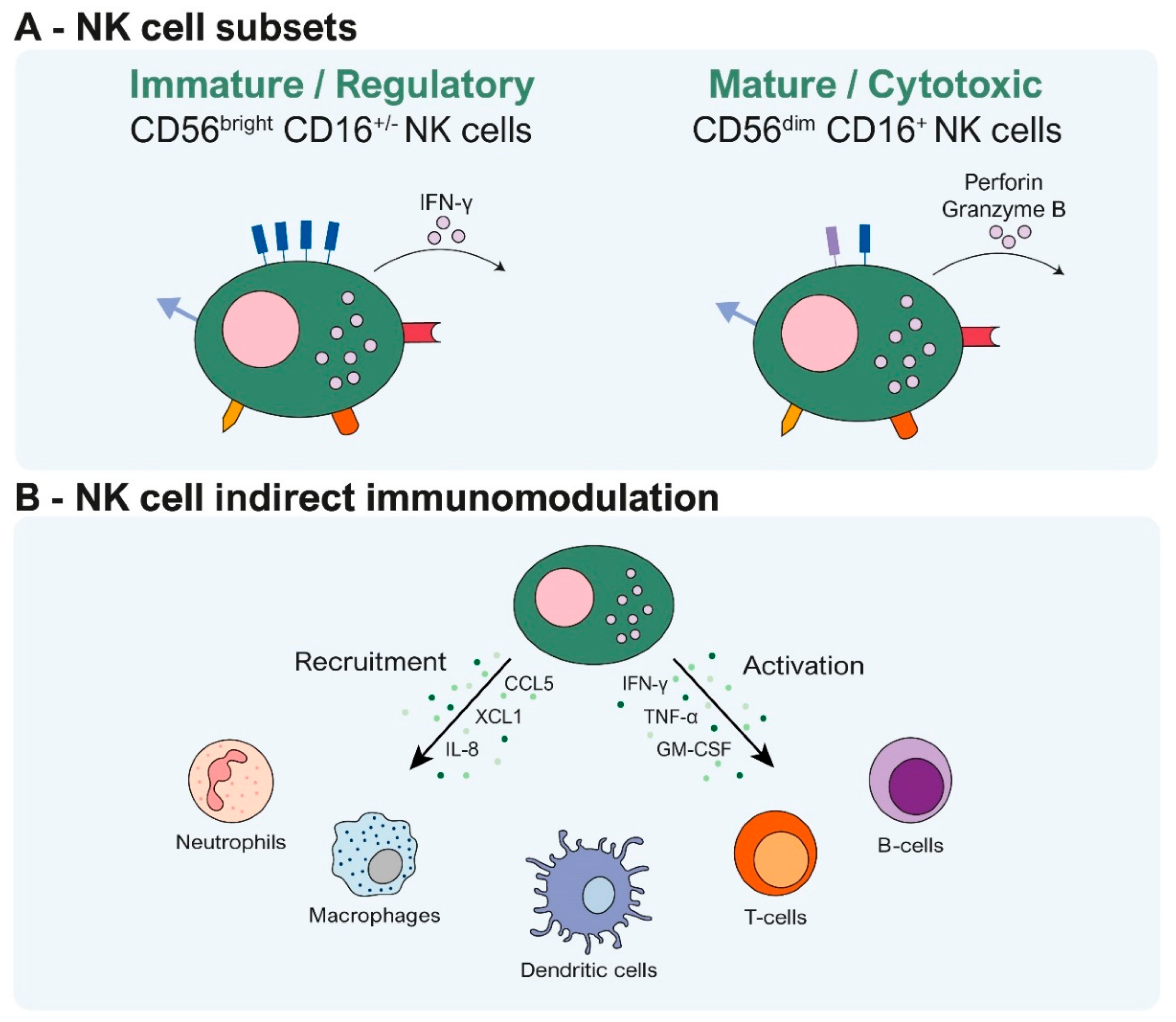 Cells 13 00451 g001a