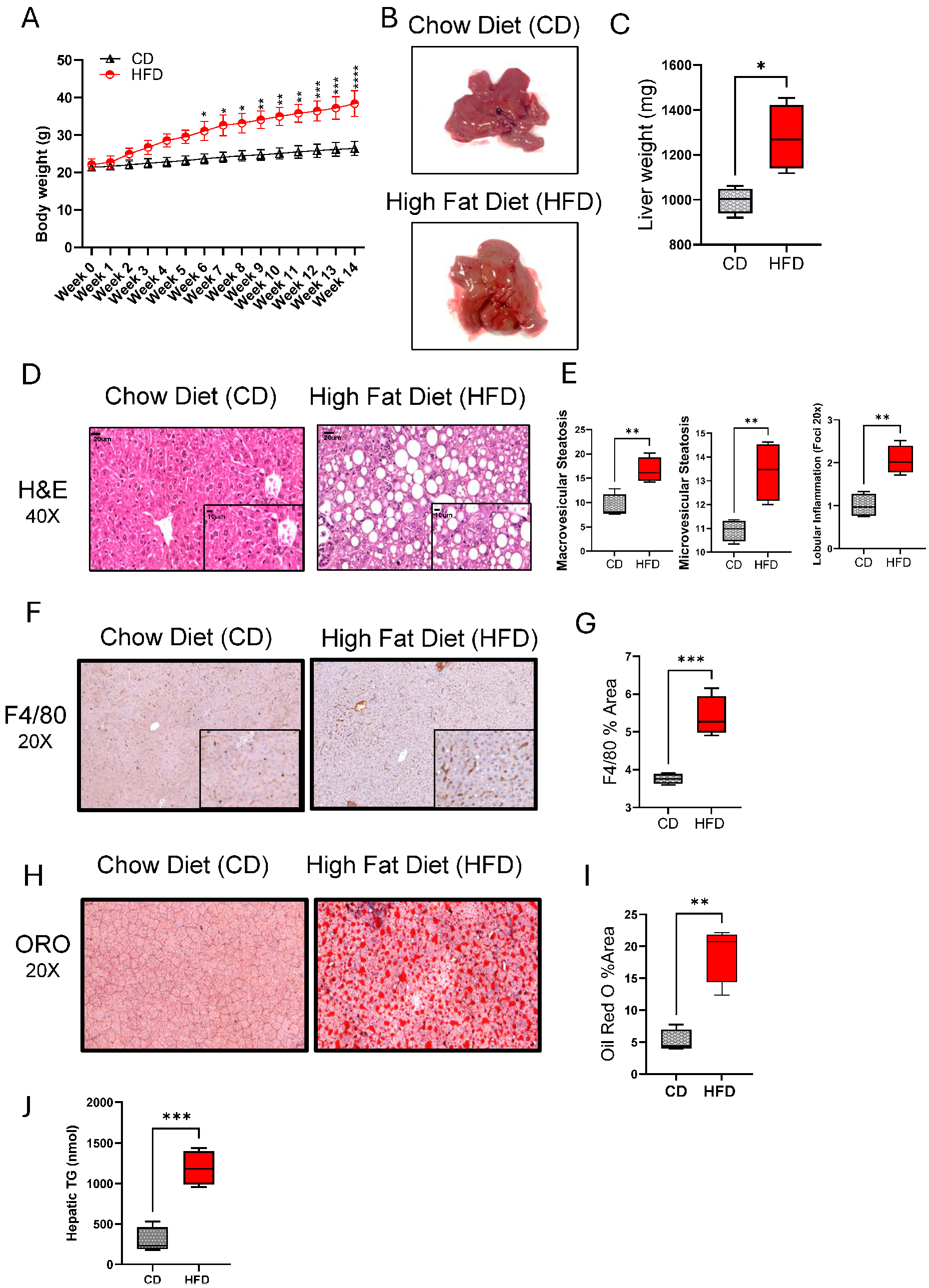Cells 13 00463 g001 Cells 13 00463 g001