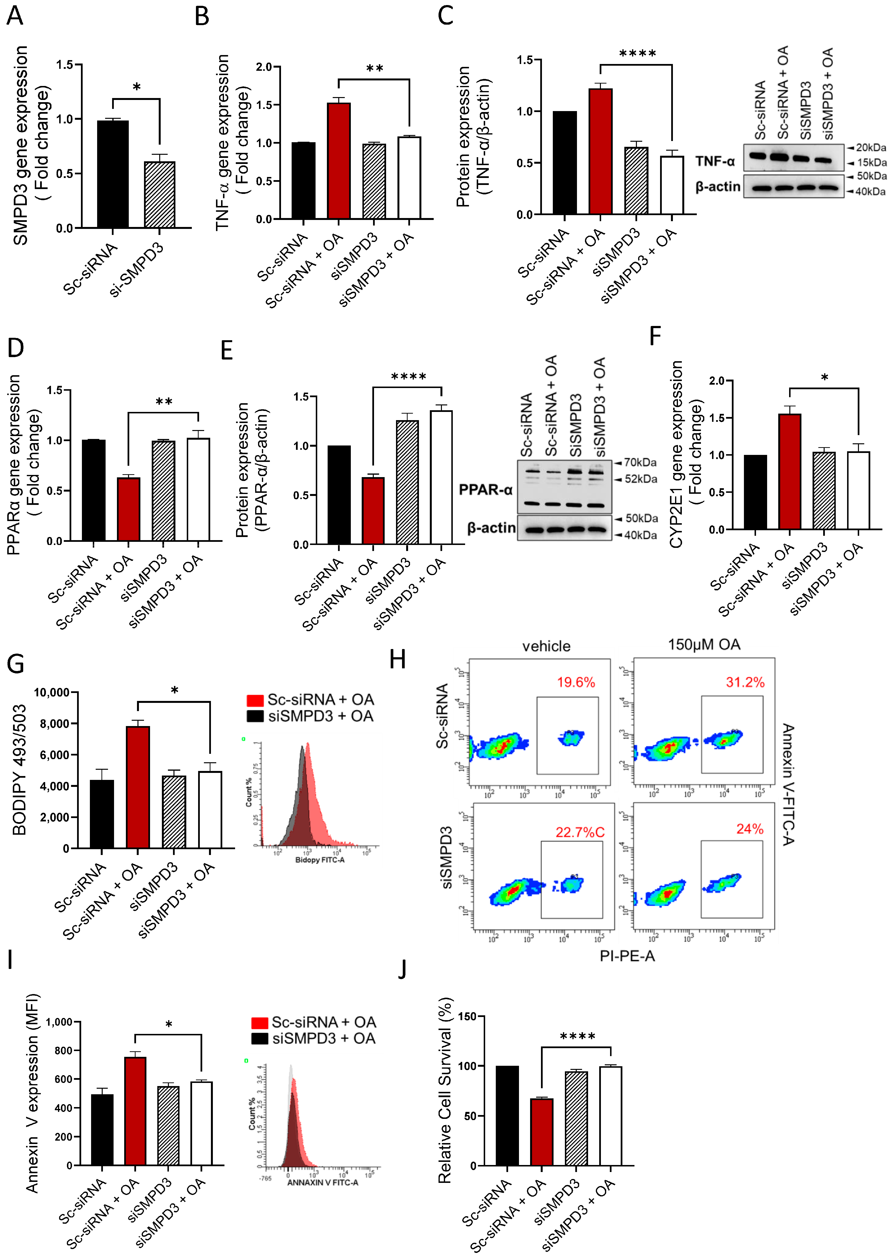 Cells 13 00463 g006 Cells 13 00463 g006