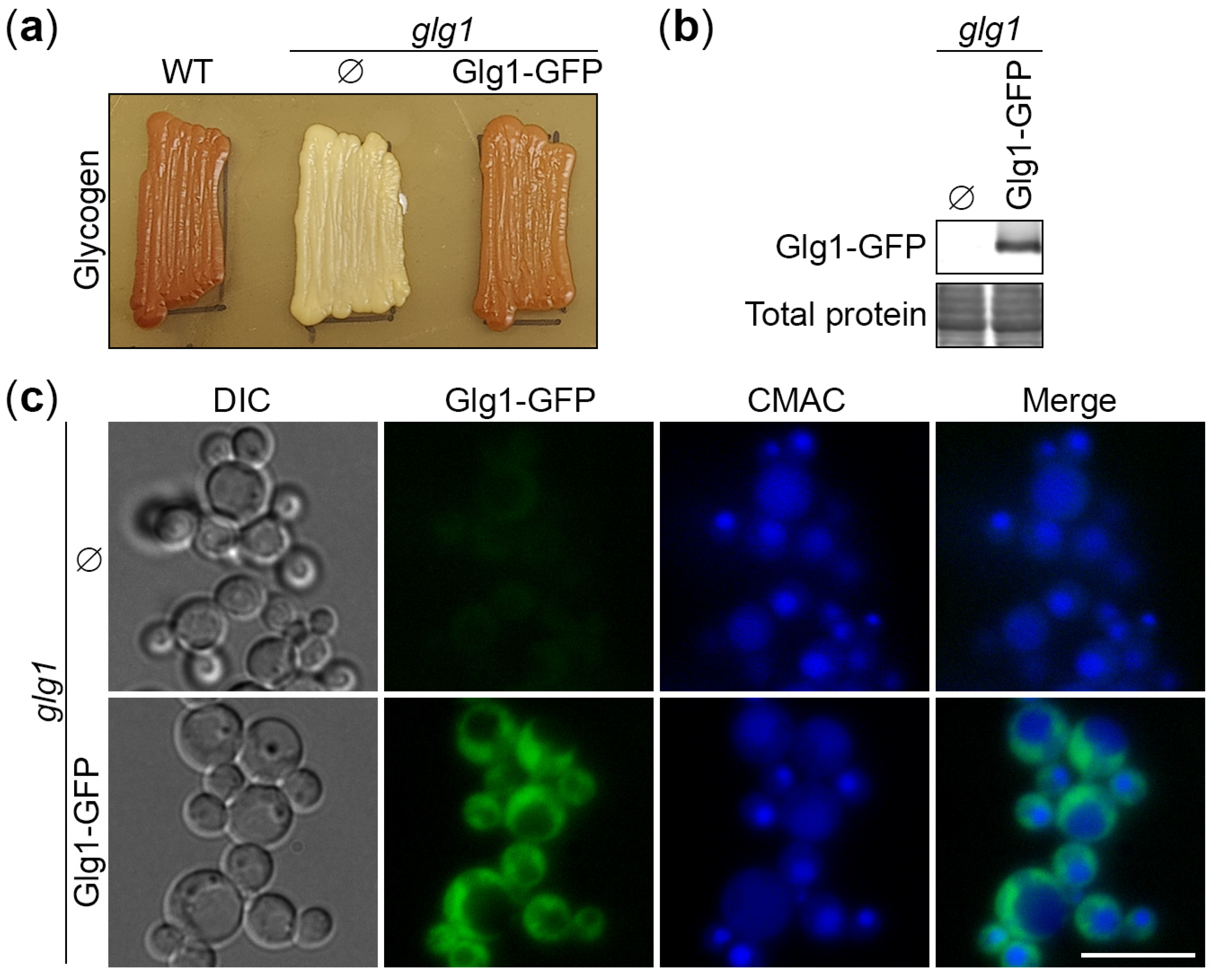 Cells 13 00467 g001 Cells 13 00467 g001