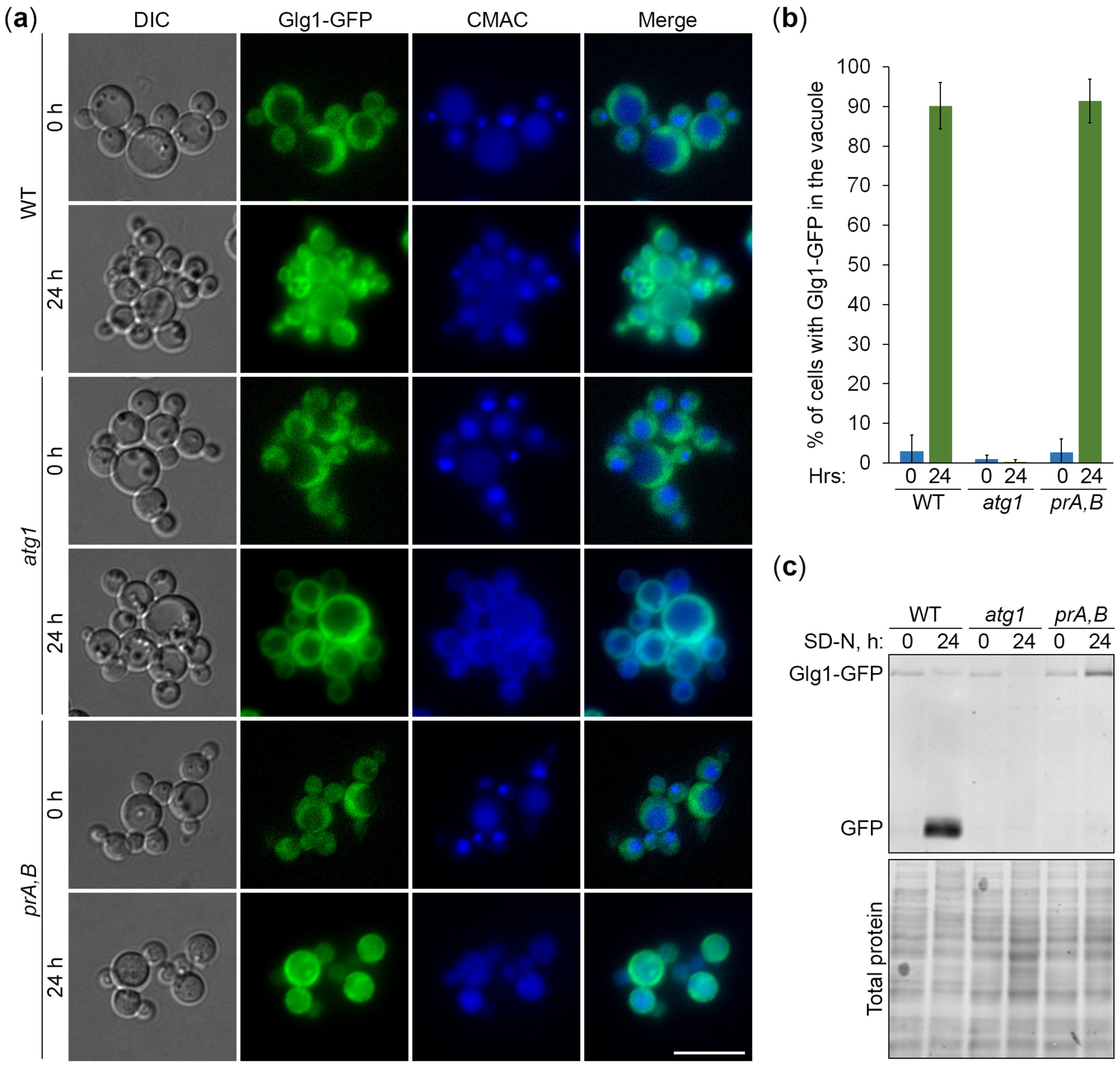 Cells 13 00467 g002 Cells 13 00467 g002