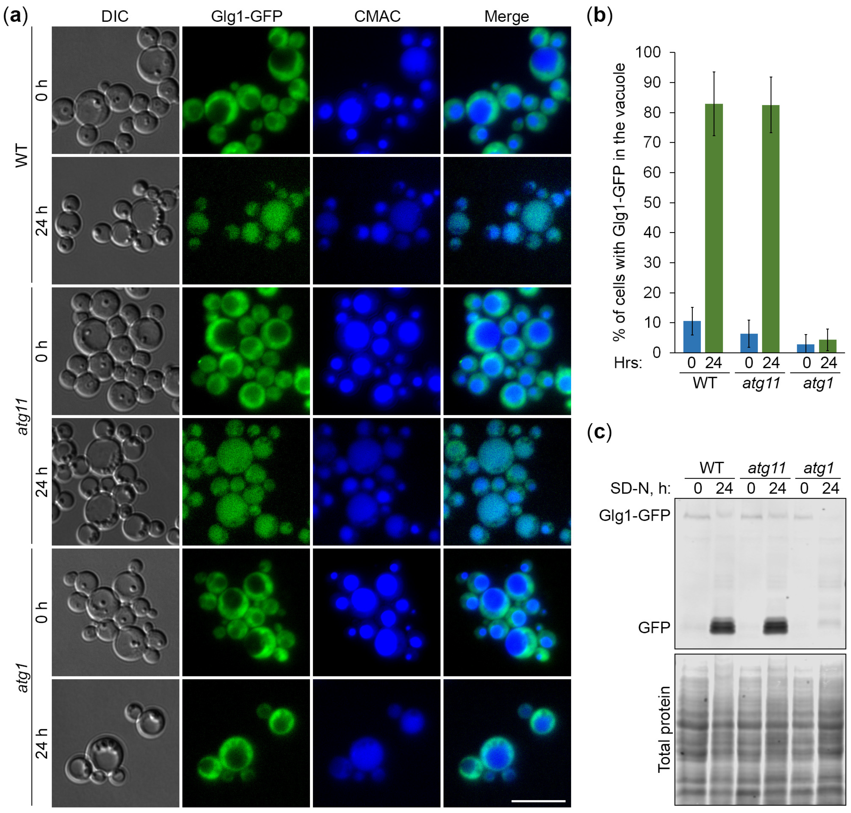 Cells 13 00467 g003 Cells 13 00467 g003