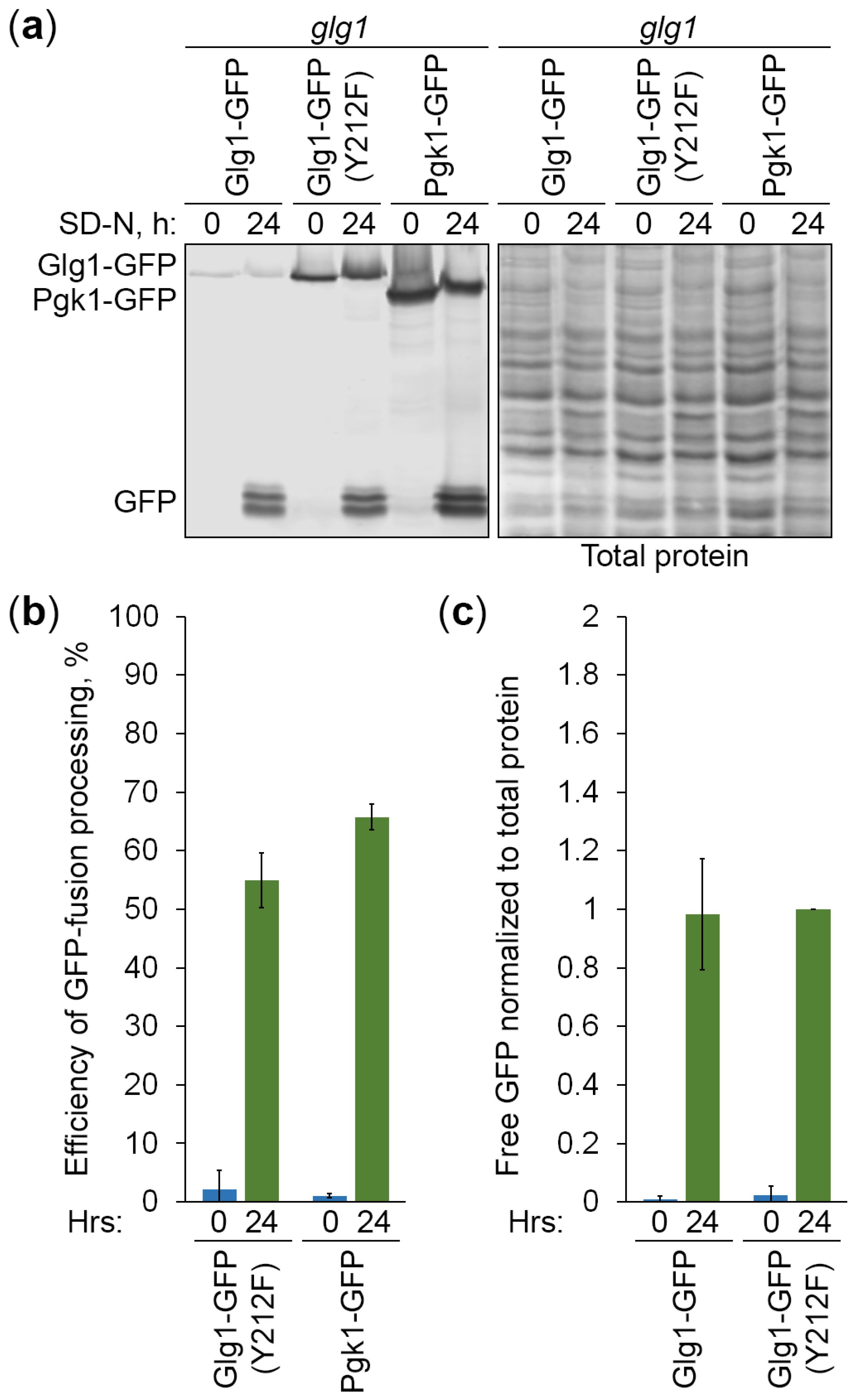 Cells 13 00467 g006 Cells 13 00467 g006