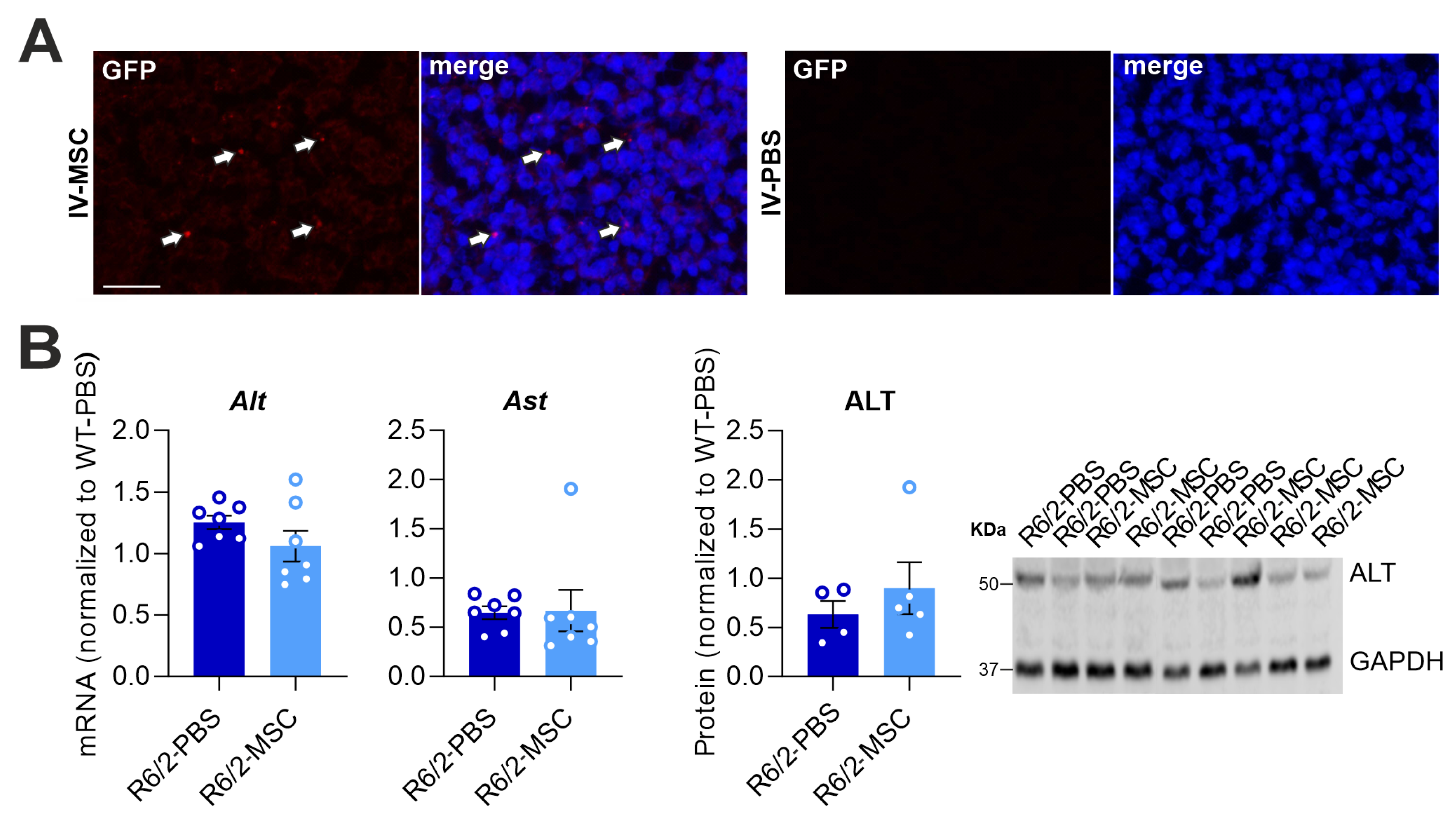 Cells 13 00469 g003a Cells 13 00469 g003a