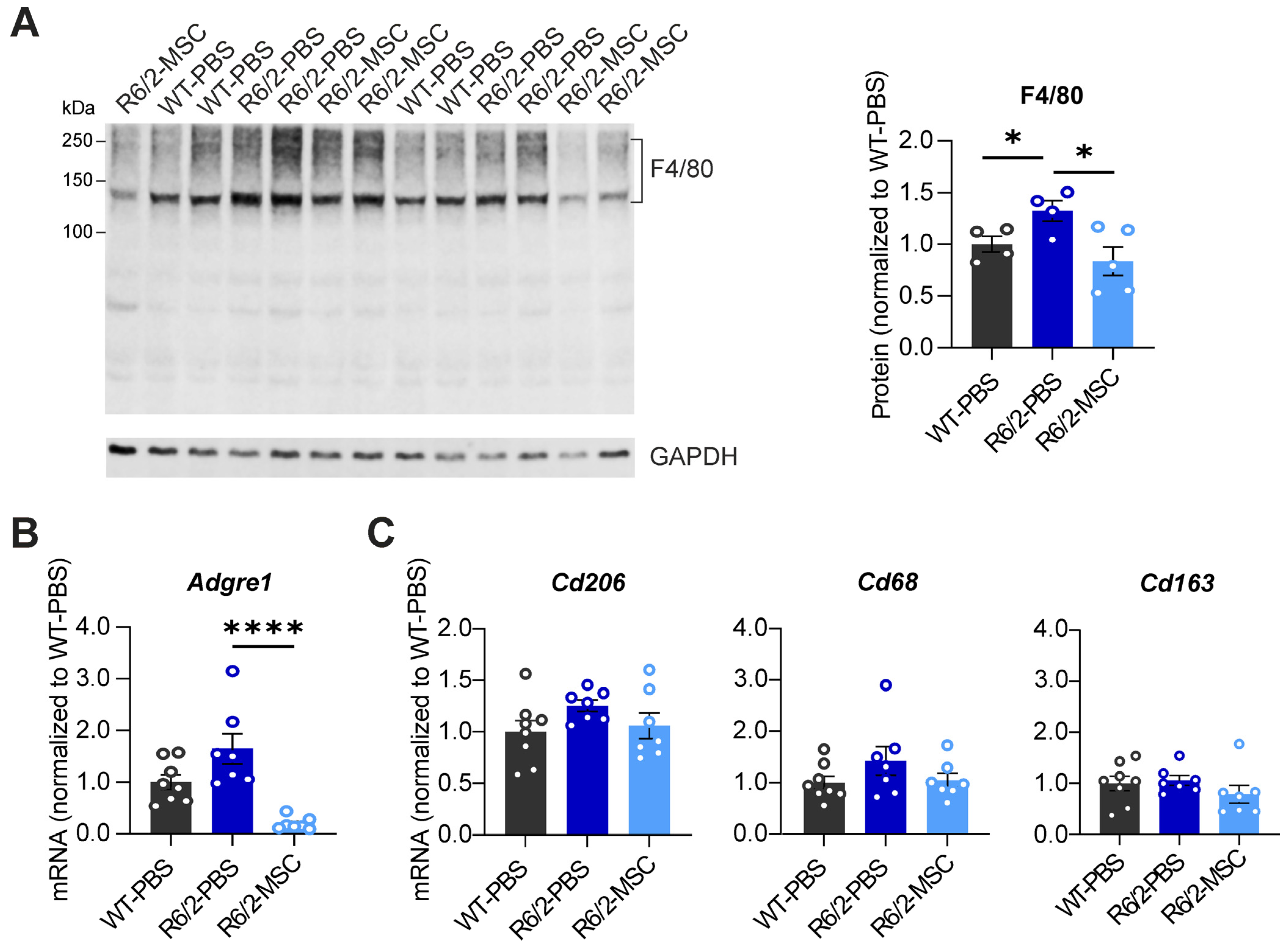 Cells 13 00469 g004 Cells 13 00469 g004